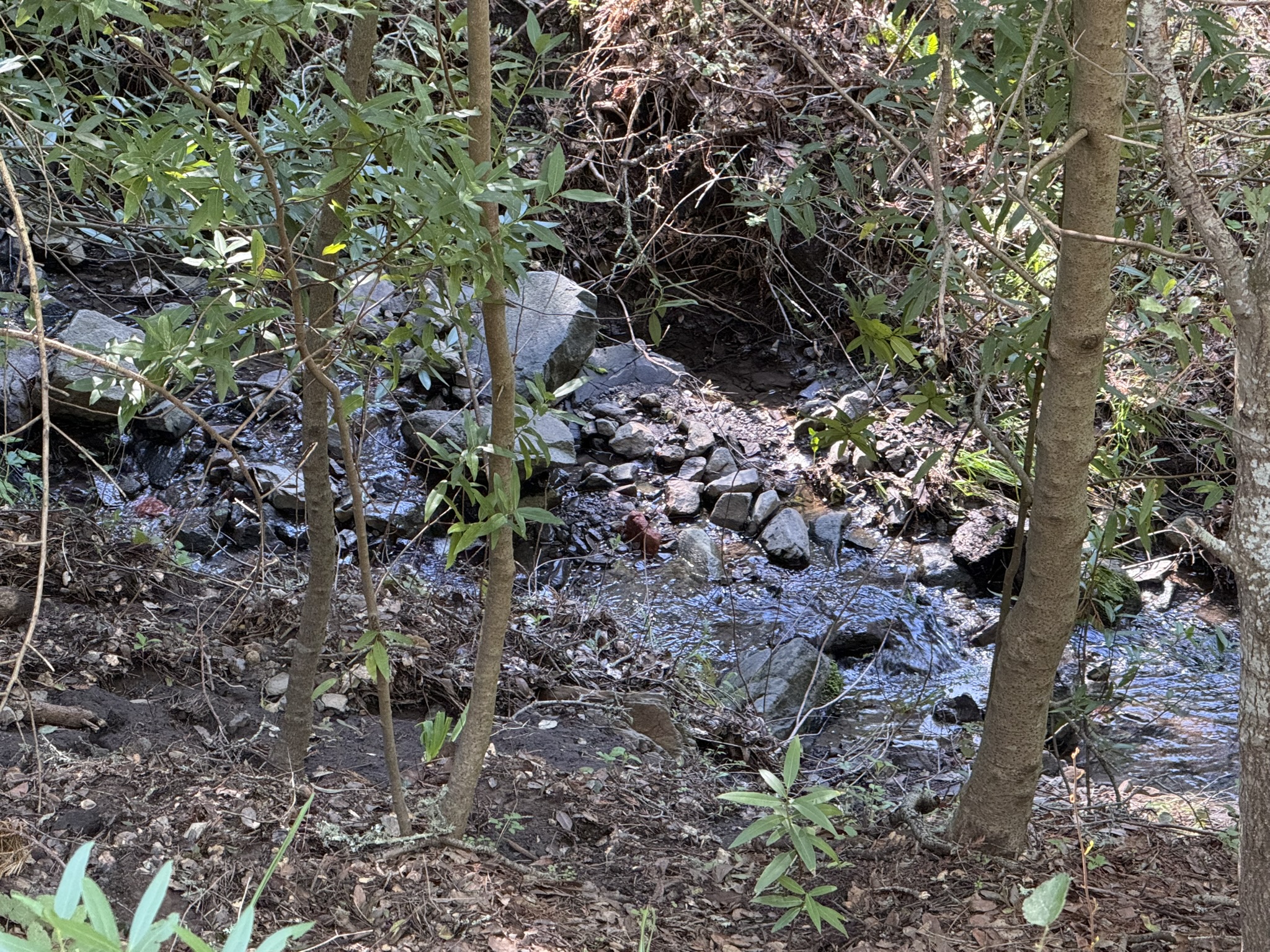 Tilden Regional Park East