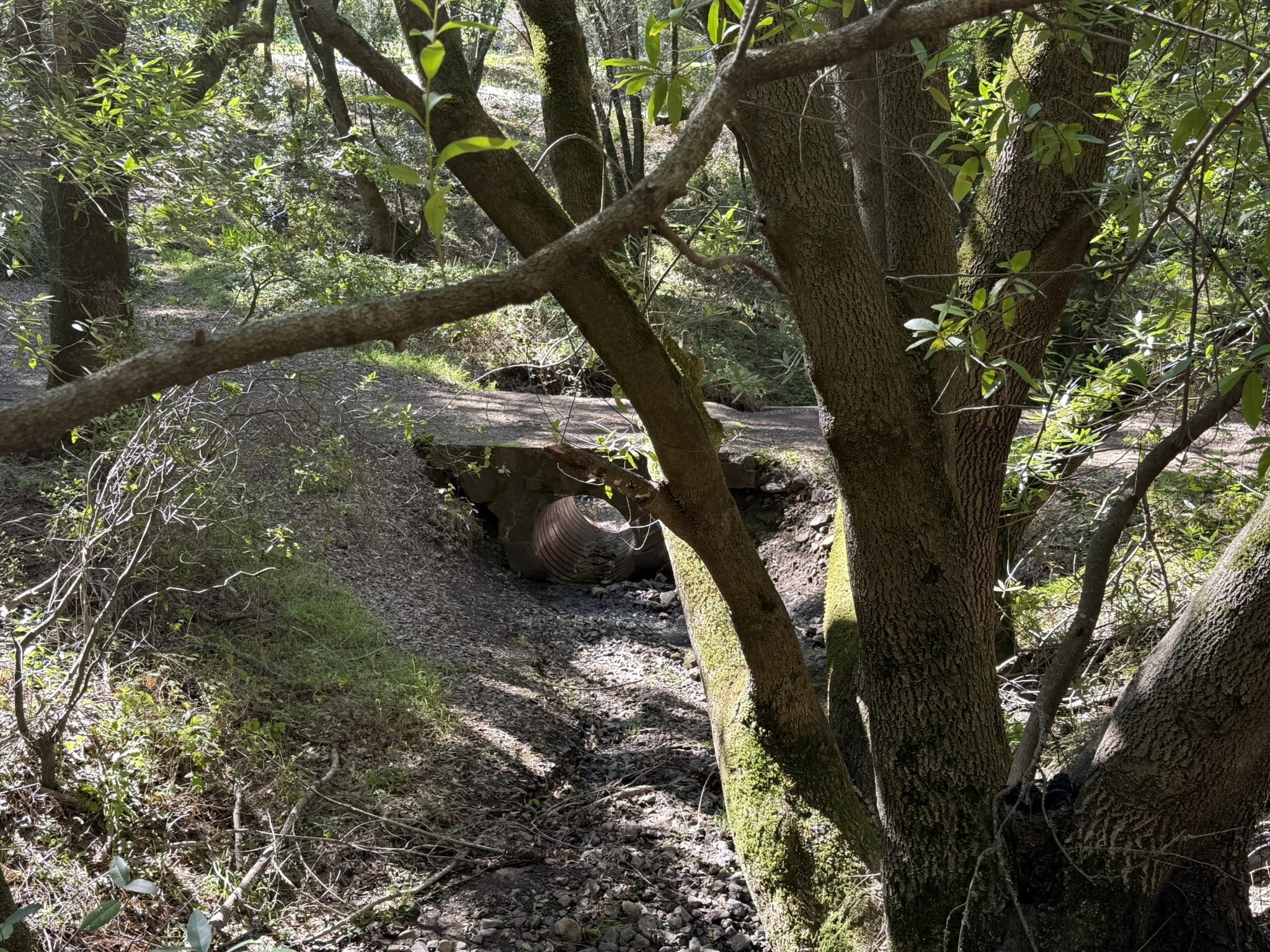 Tilden Regional Park East