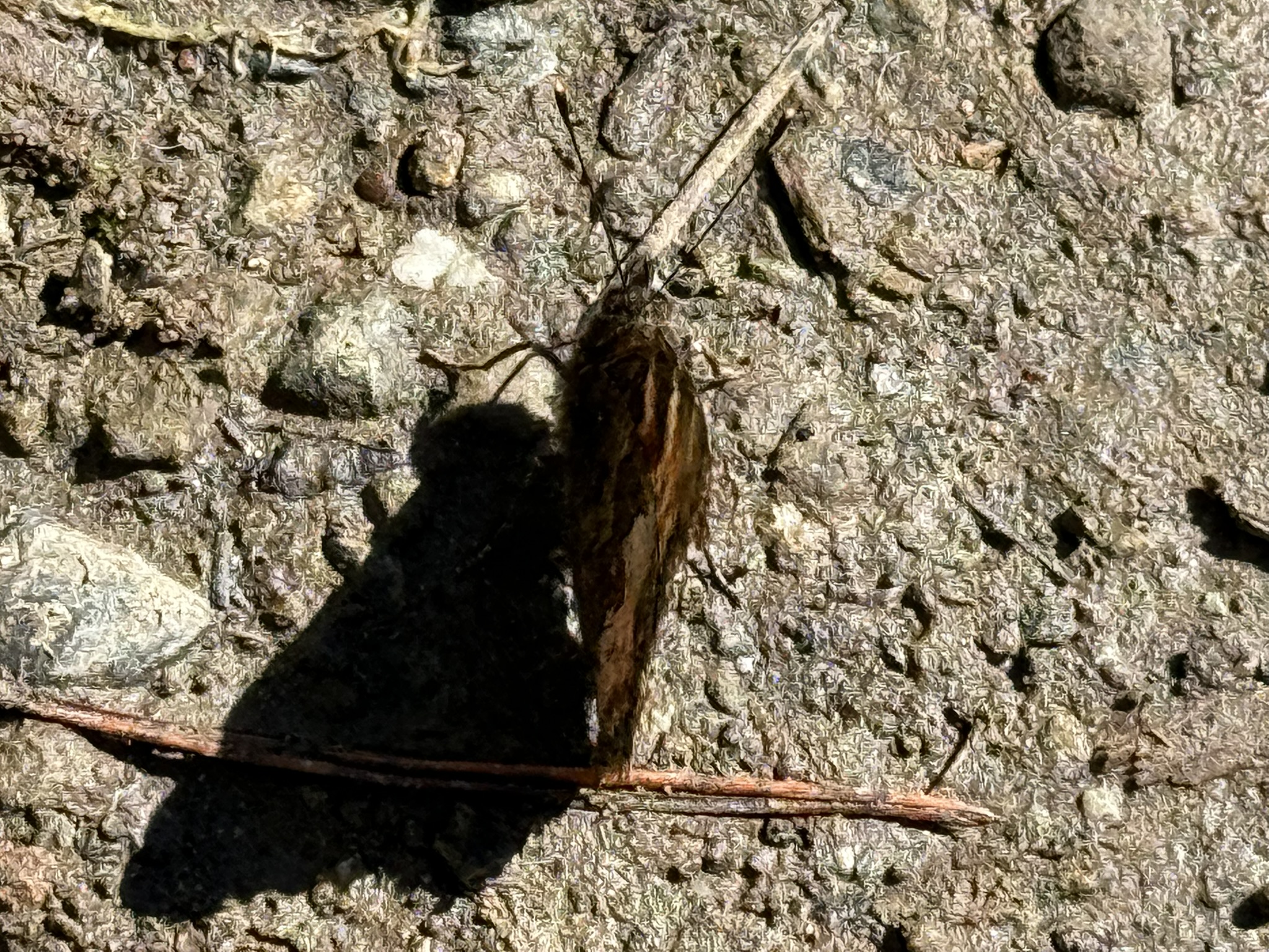 Tilden Regional Park East