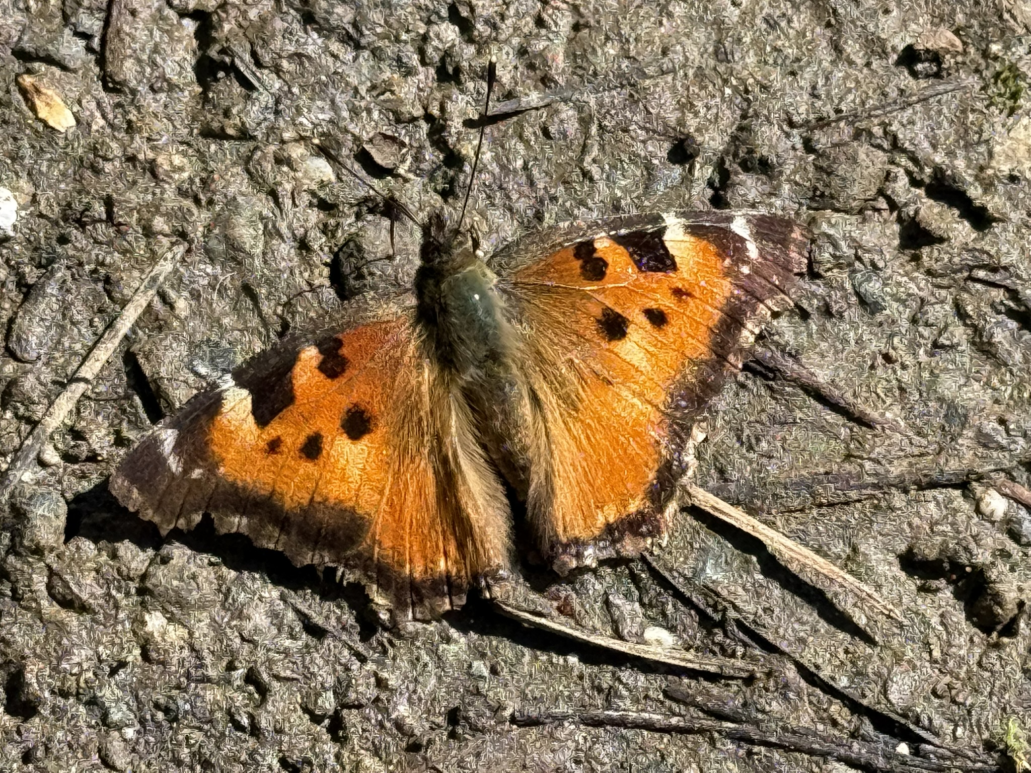 Tilden Regional Park East