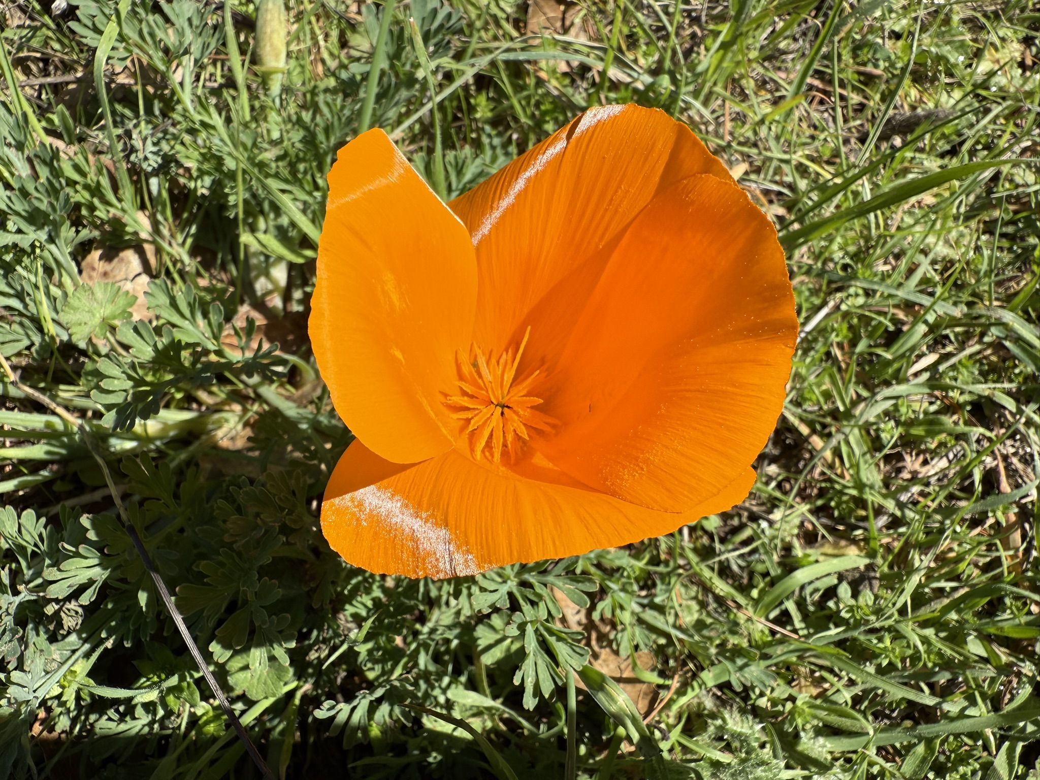 Tilden Regional Park East