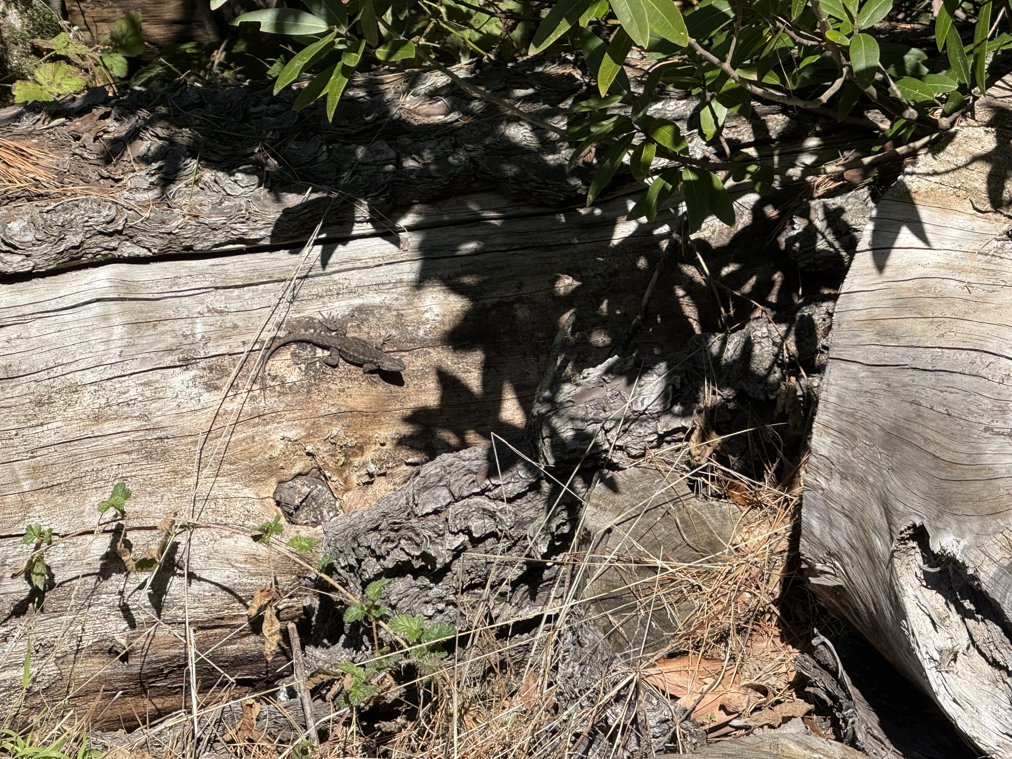 Tilden Regional Park East