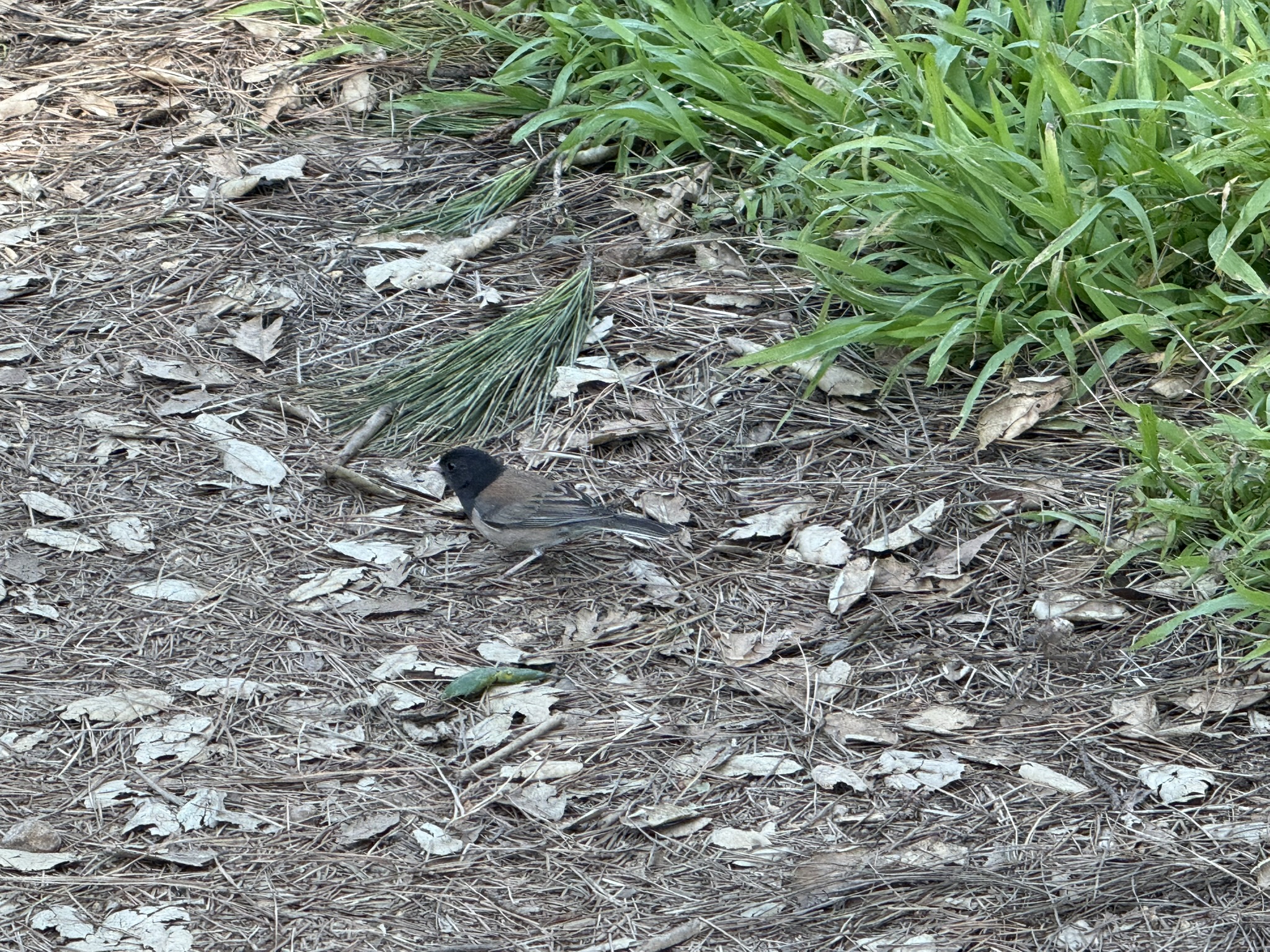 Tilden Regional Park East