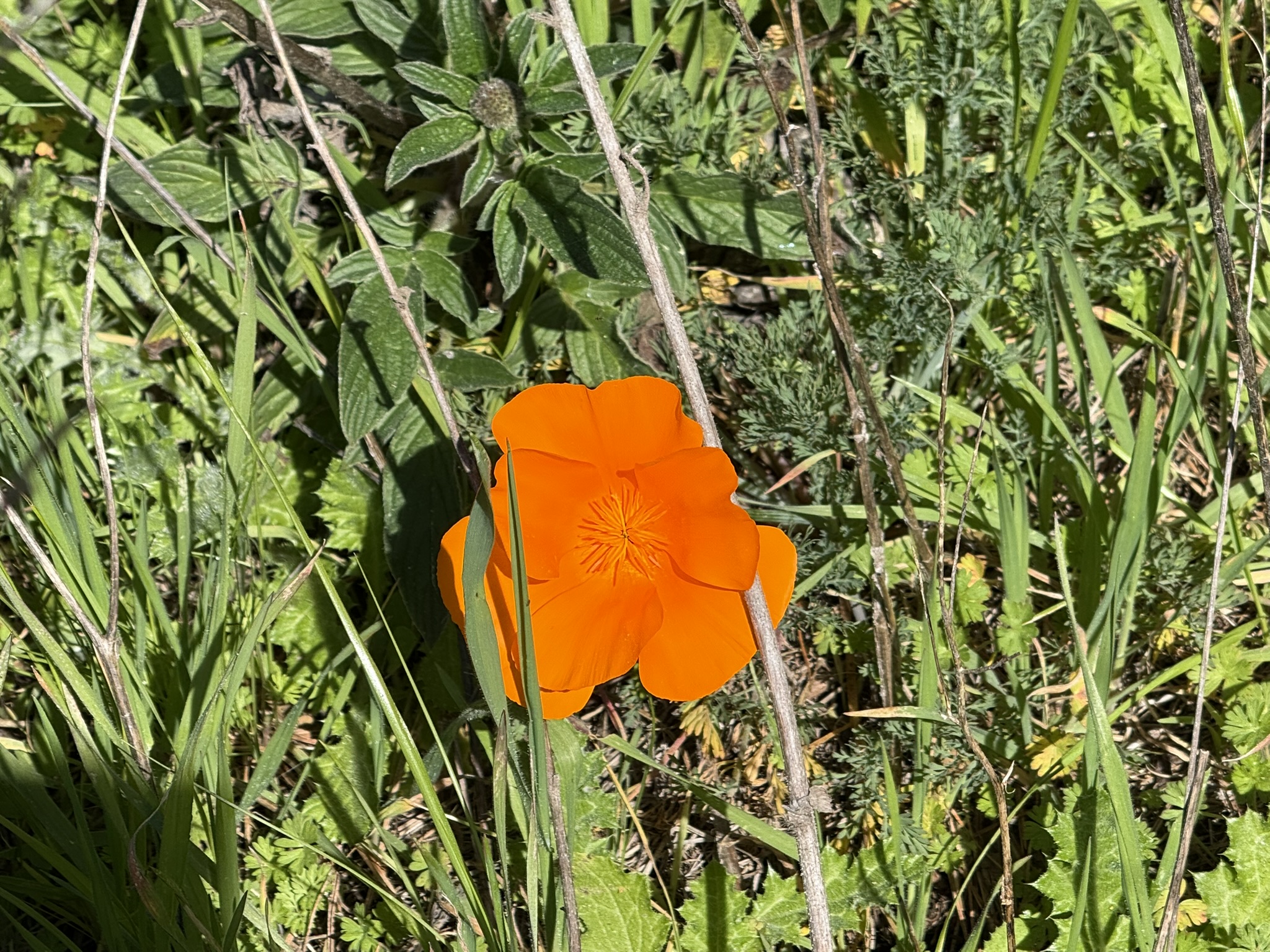 Tilden Regional Park East