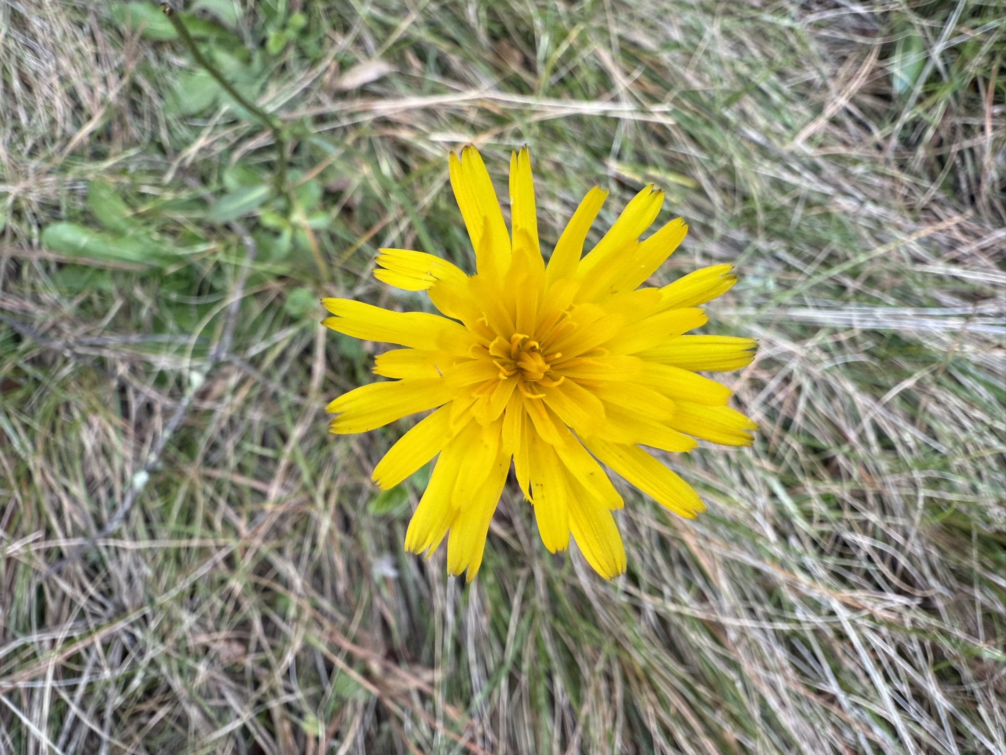 Tilden Regional Park East