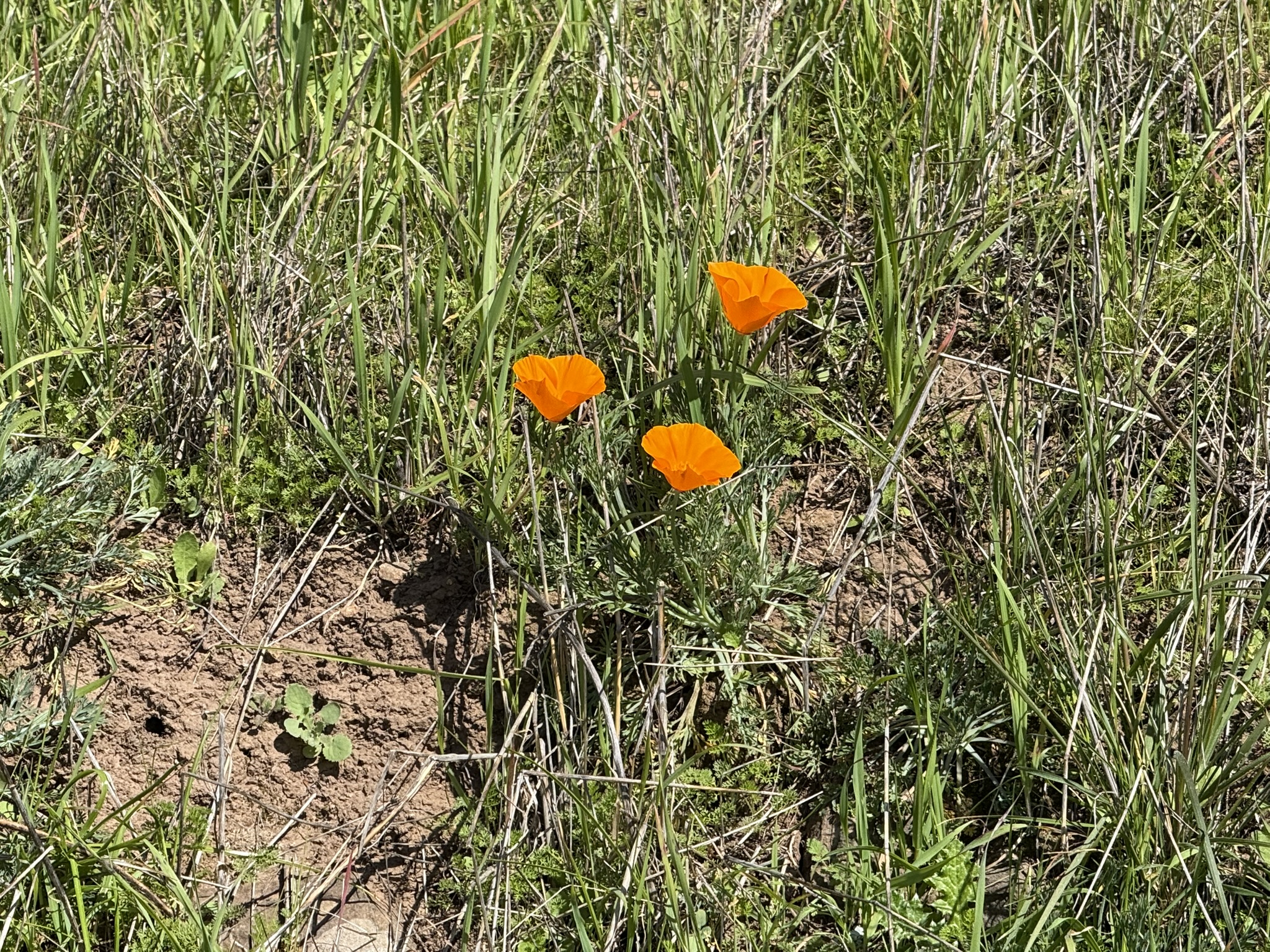 Tilden Regional Park East