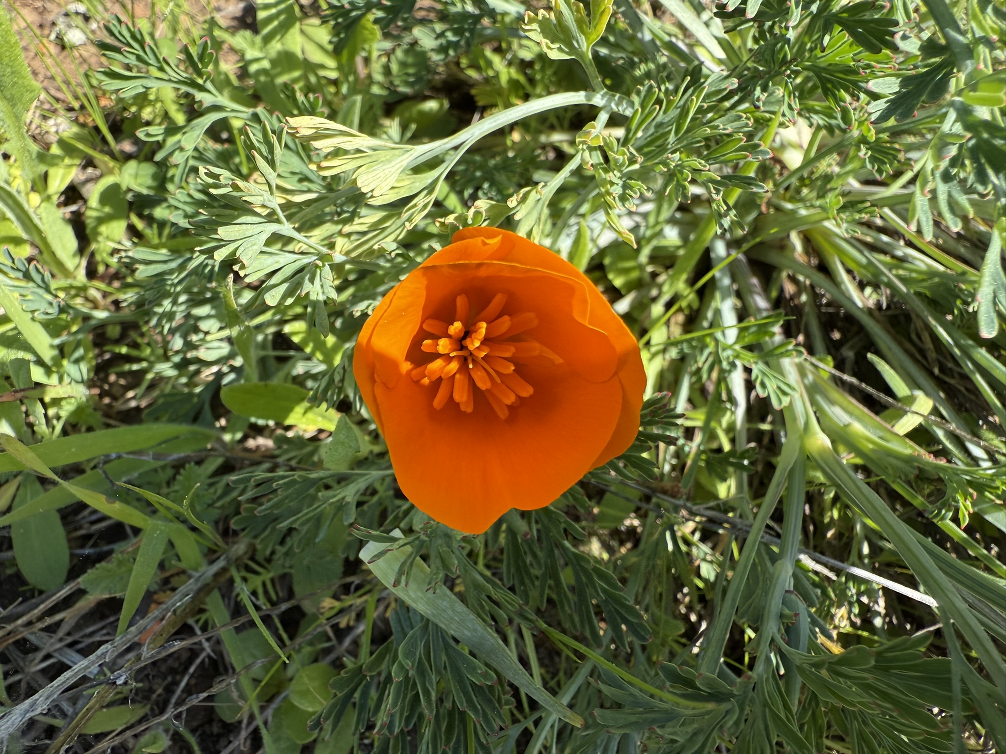 Tilden Regional Park East