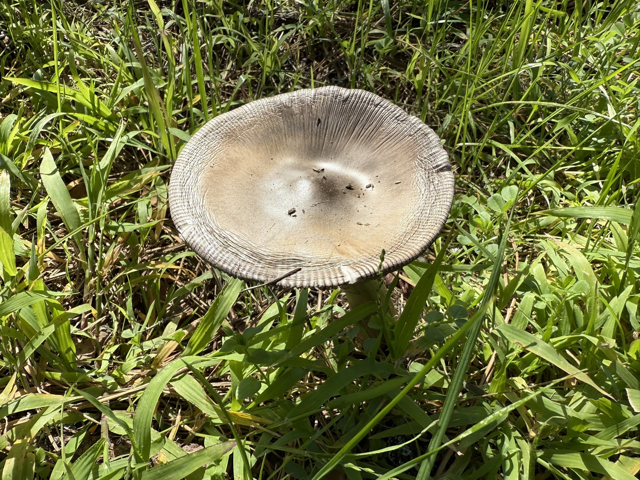 Tilden Regional Park East