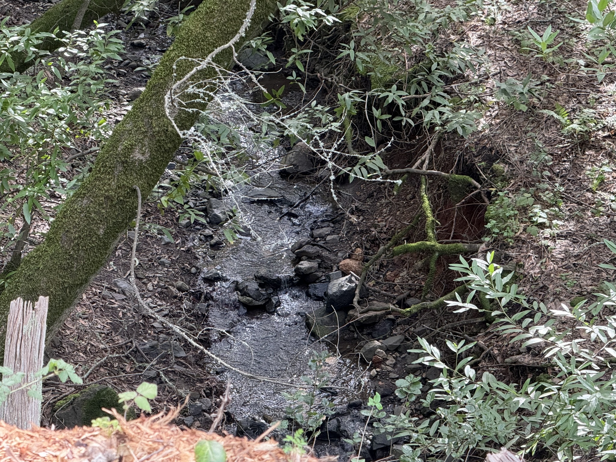 Tilden Regional Park East