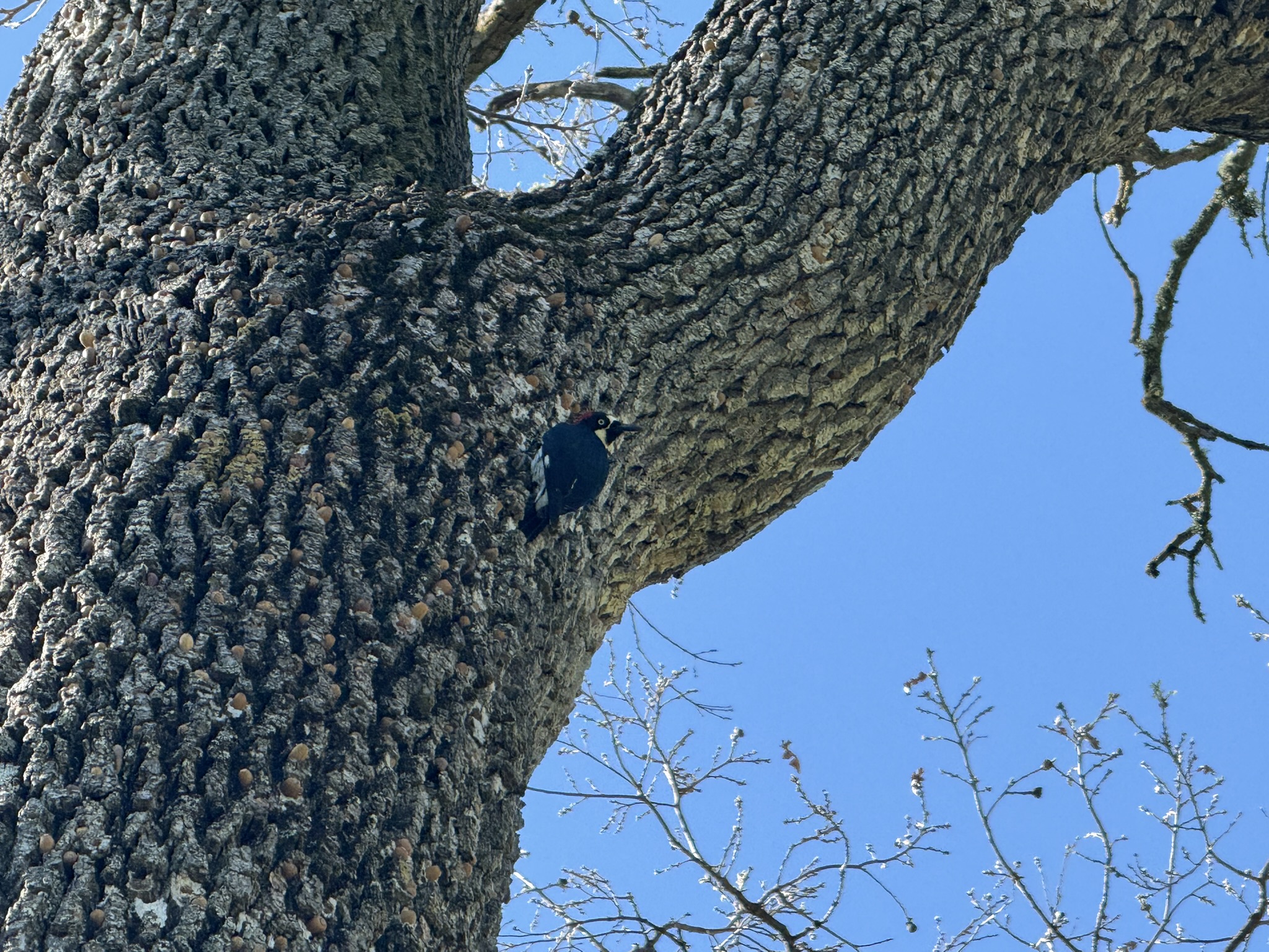 Sycamore Valley Open Space Regional Preserve