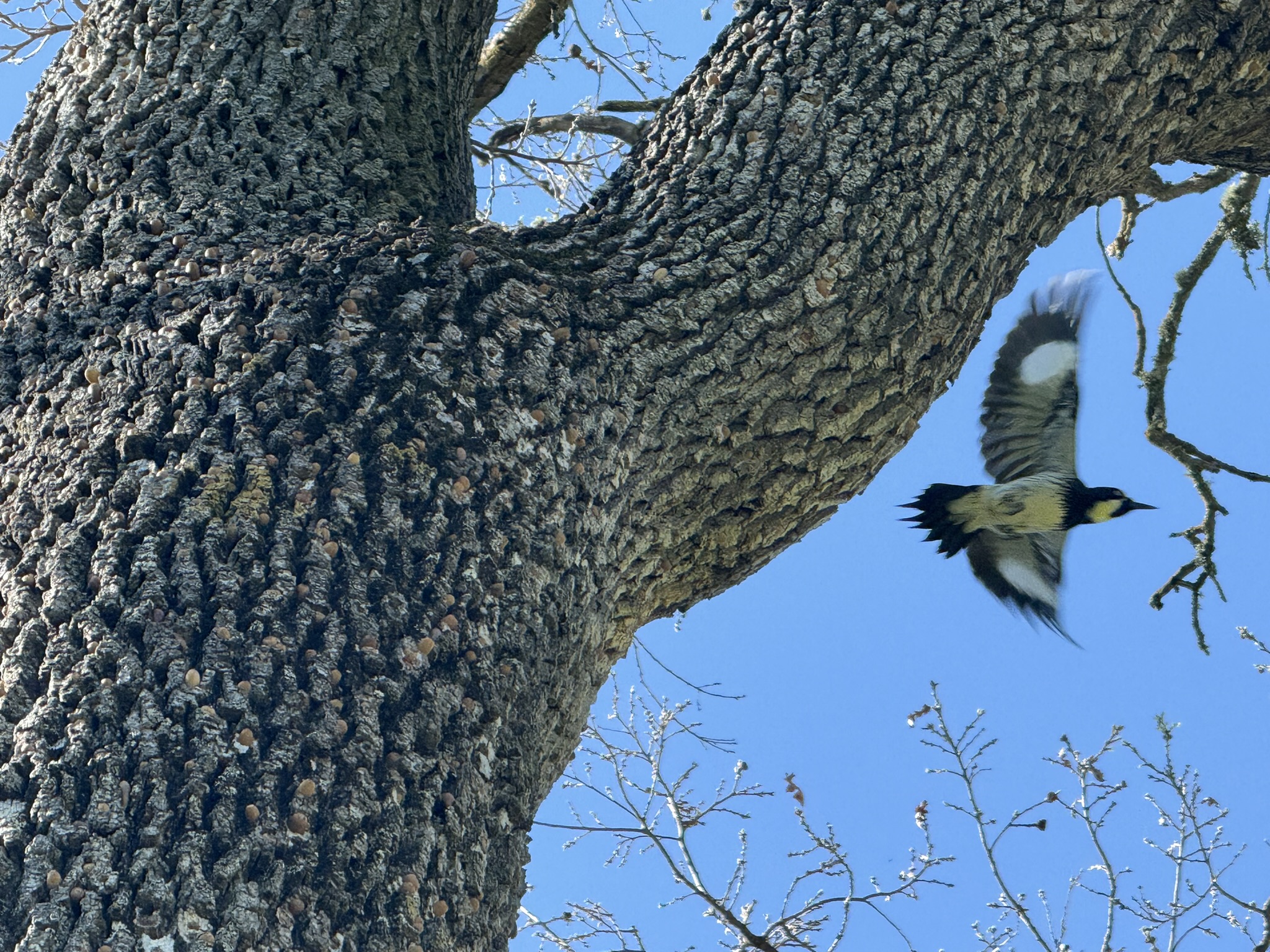 Sycamore Valley Open Space Regional Preserve