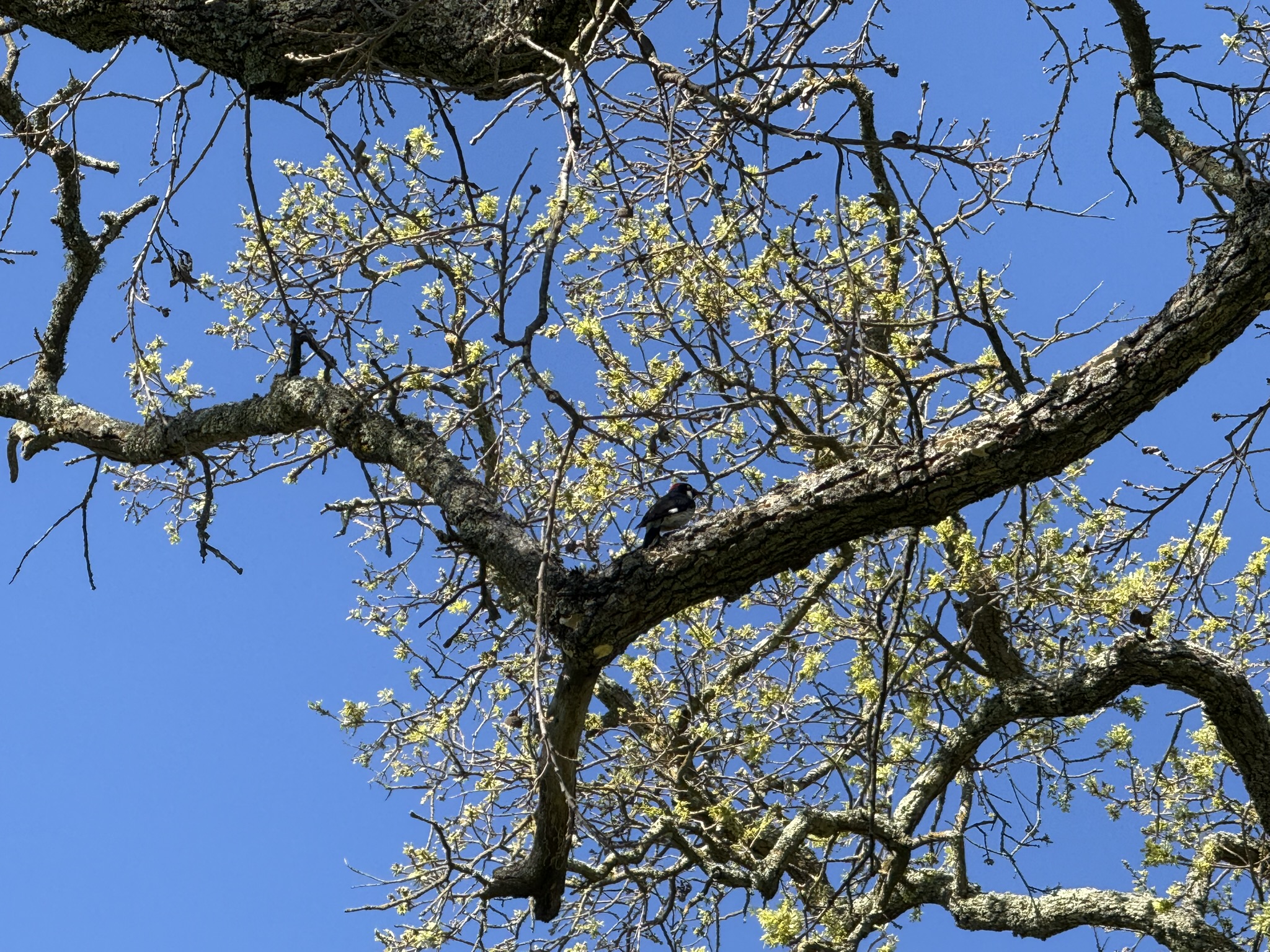 Sycamore Valley Open Space Regional Preserve