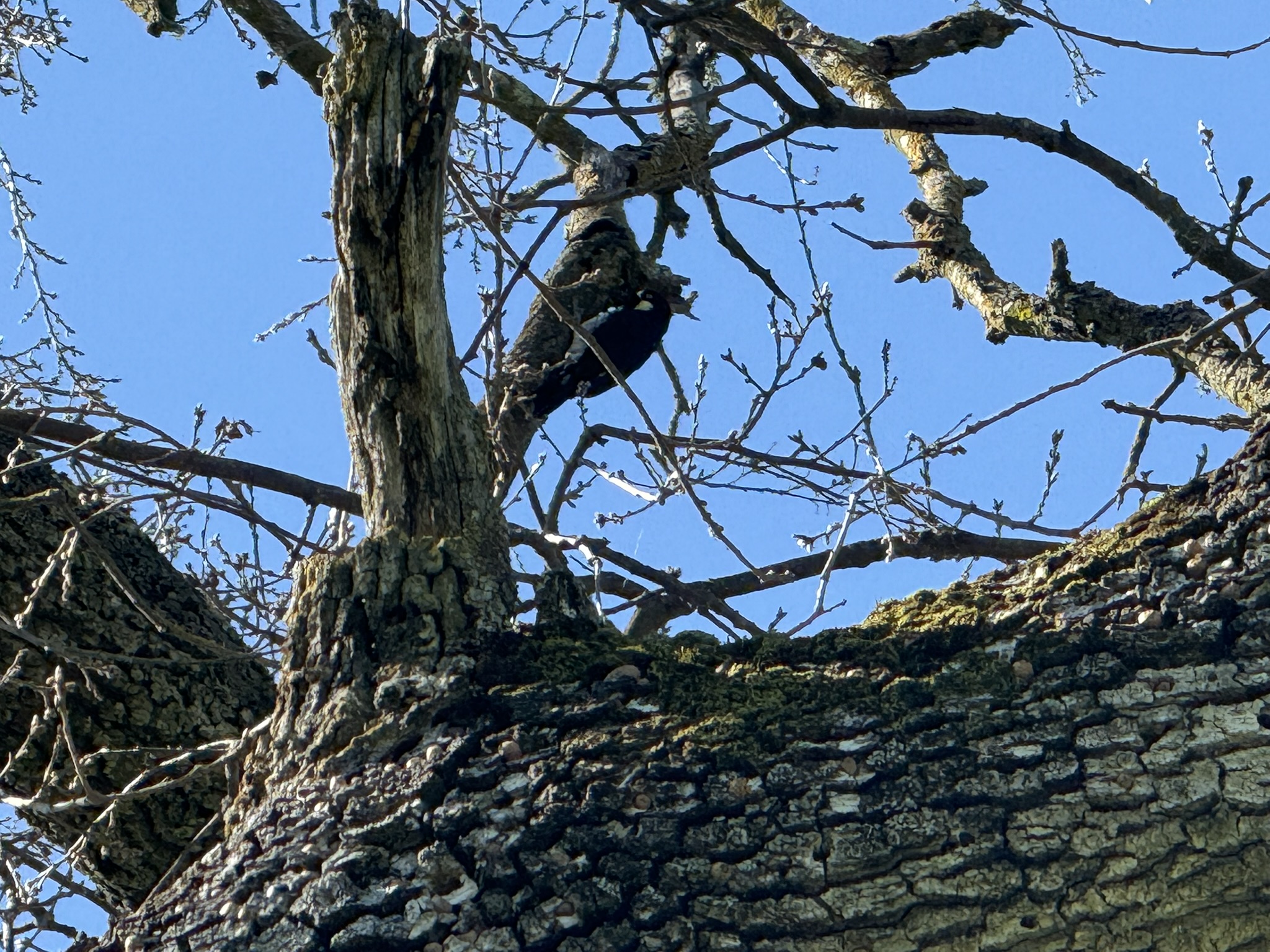 Sycamore Valley Open Space Regional Preserve