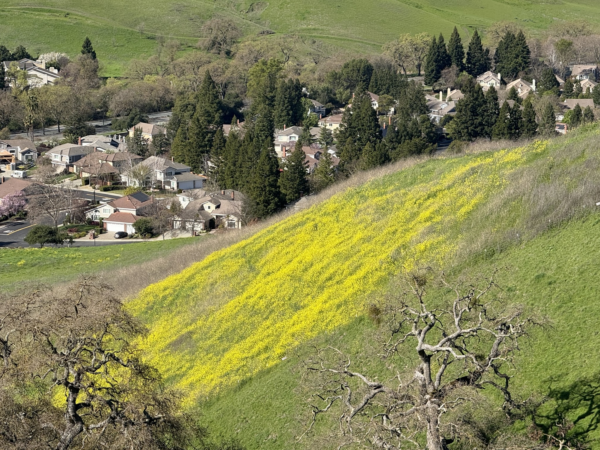 Sycamore Valley Open Space Regional Preserve