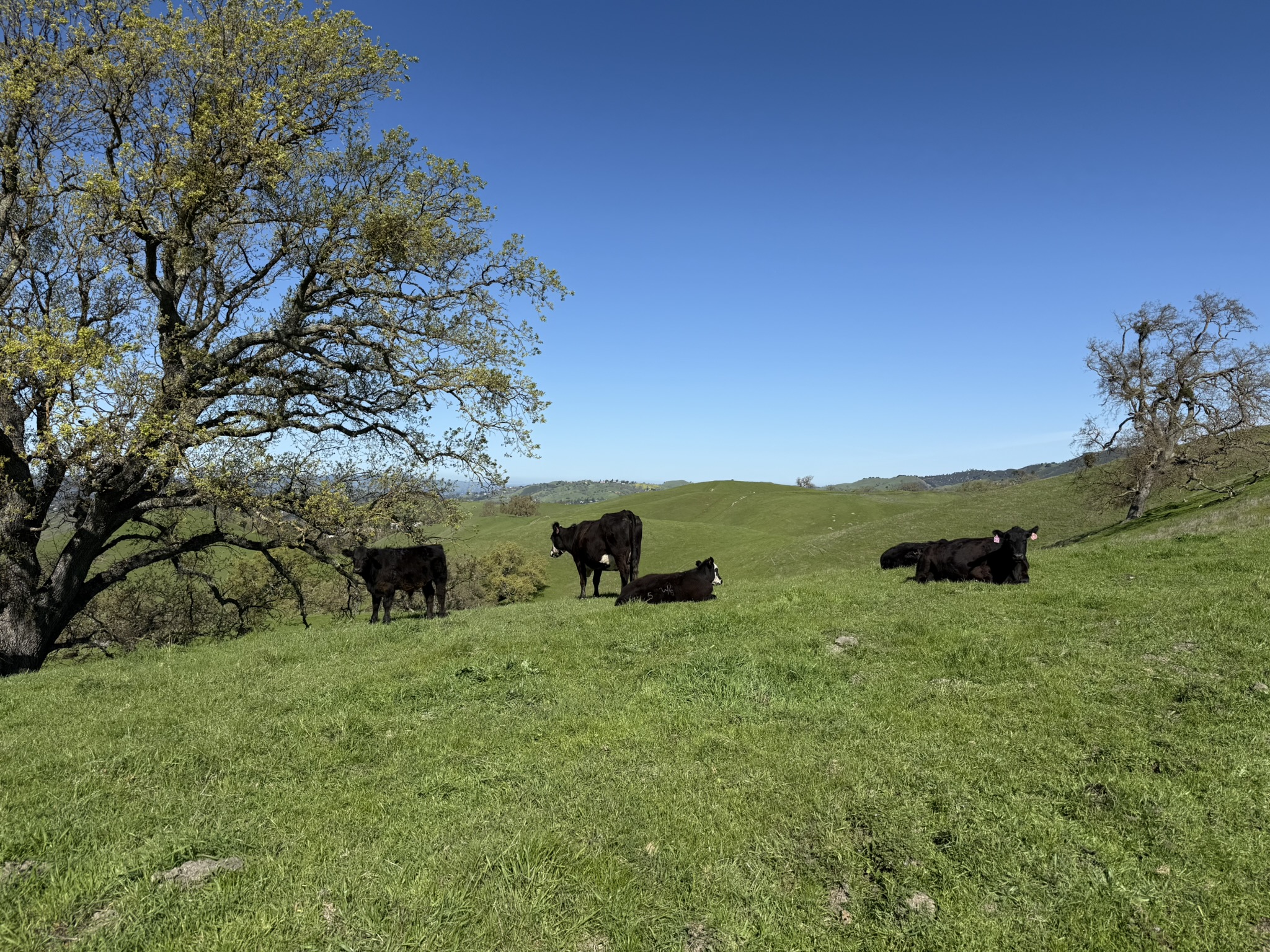 Sycamore Valley Open Space Regional Preserve