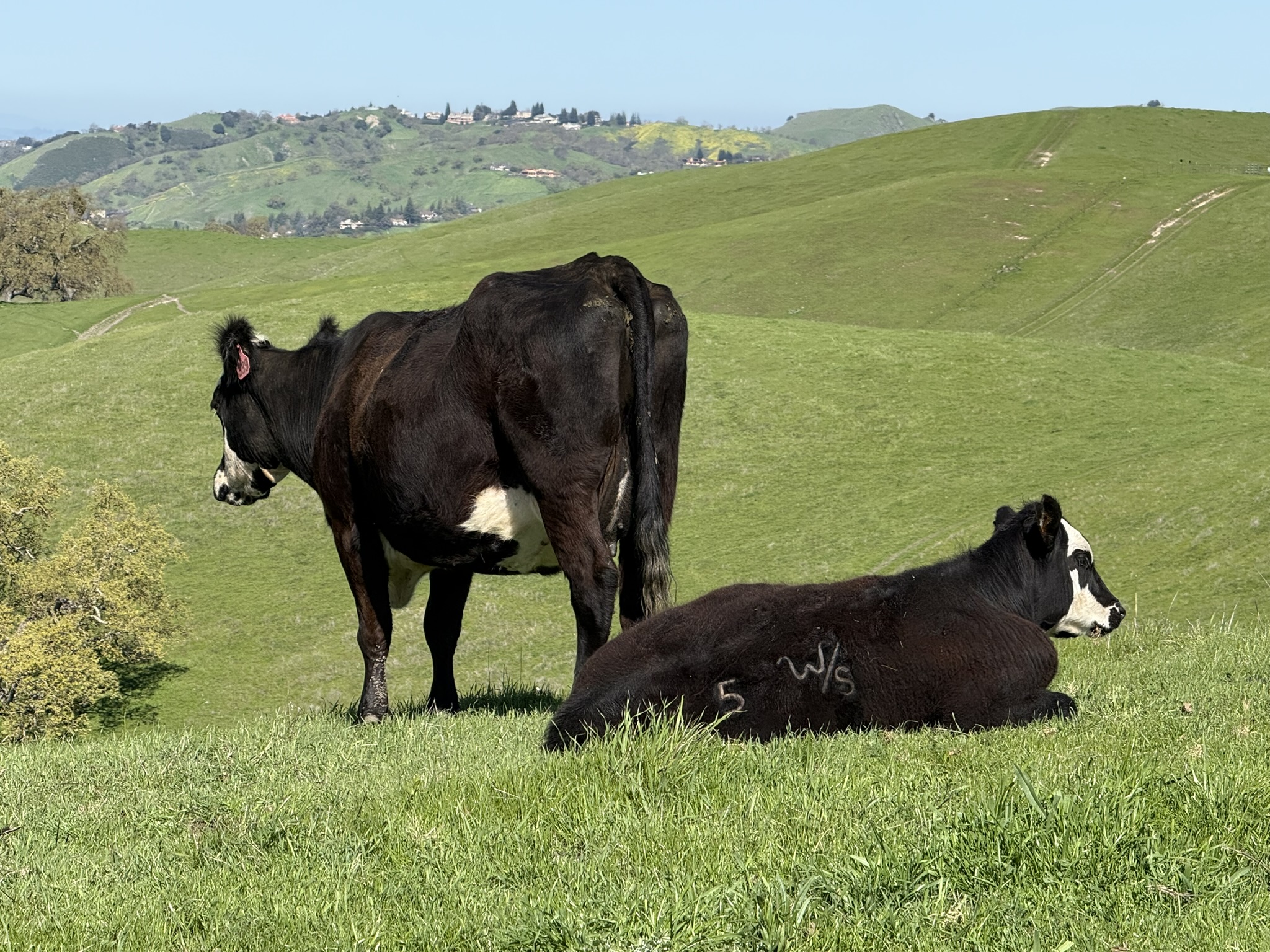 Sycamore Valley Open Space Regional Preserve