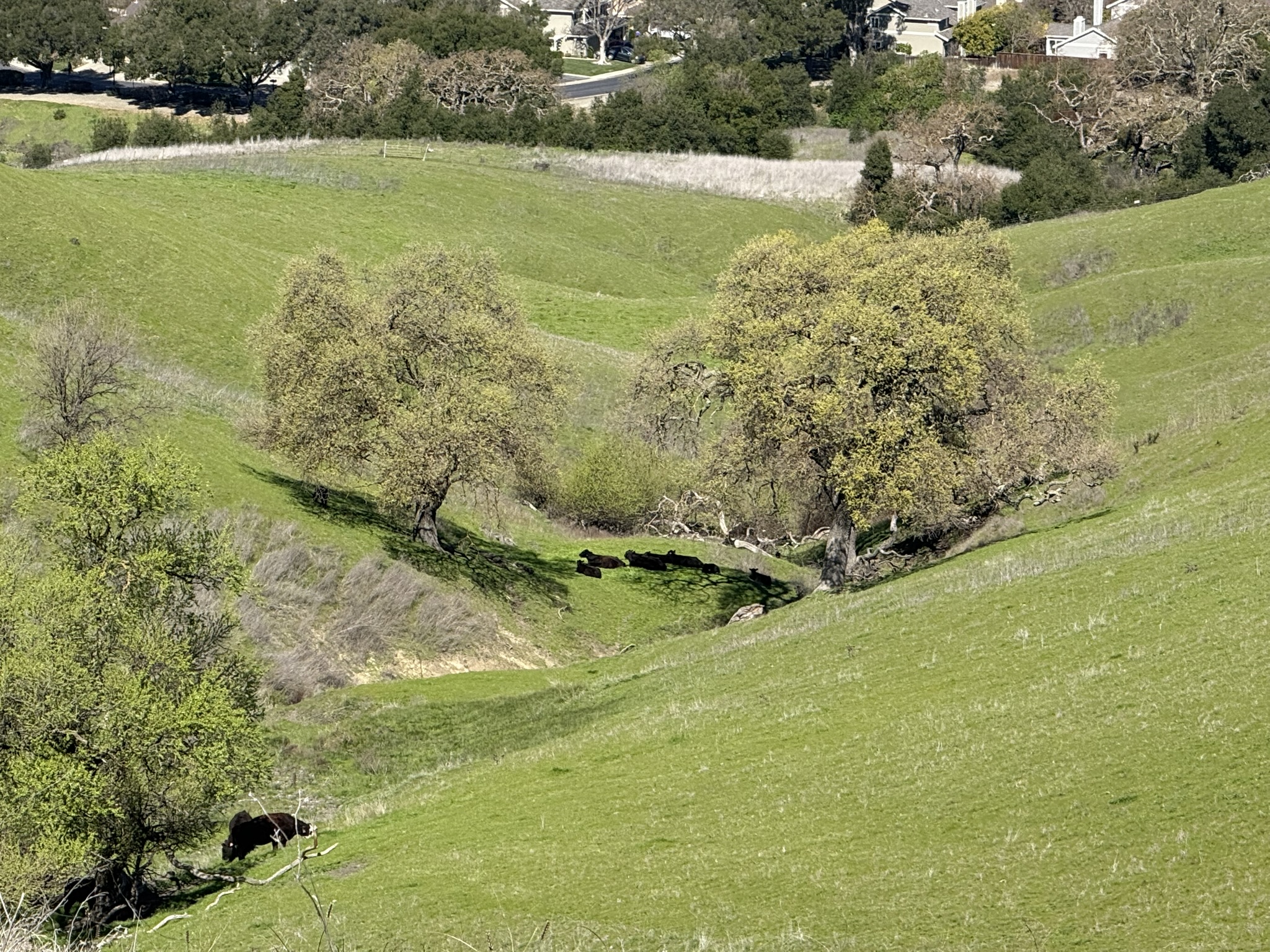 Sycamore Valley Open Space Regional Preserve