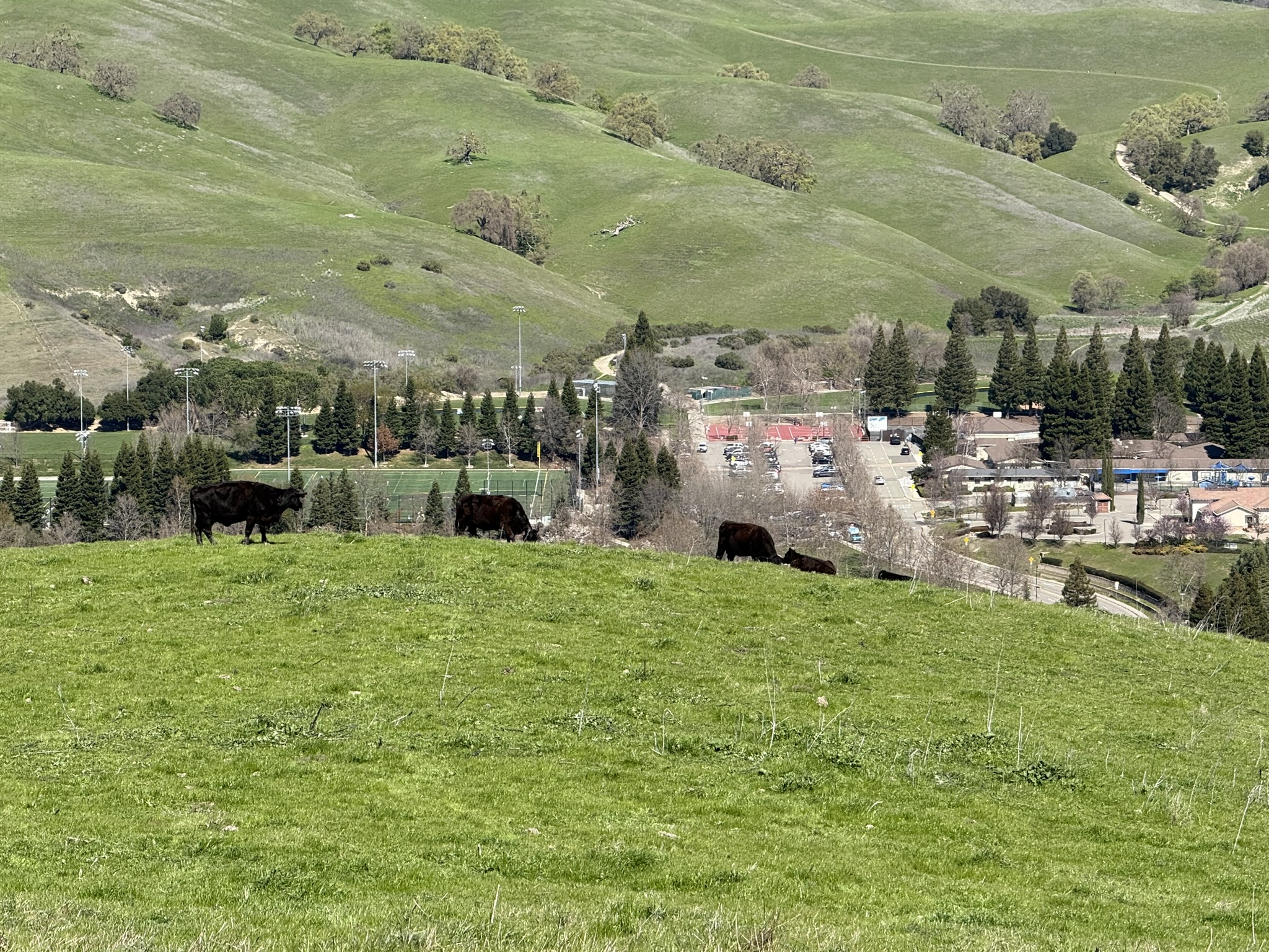 Sycamore Valley Open Space Regional Preserve