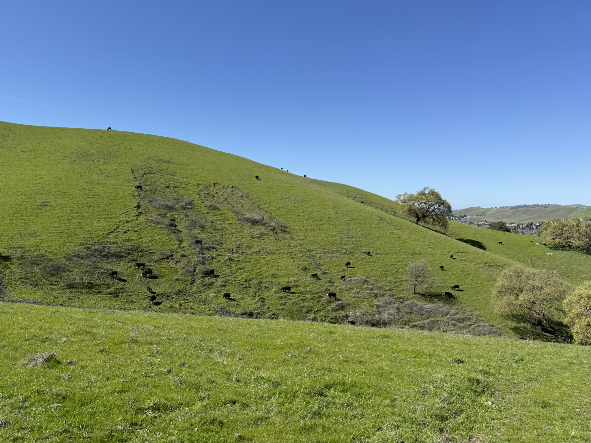 Sycamore Valley Open Space Regional Preserve