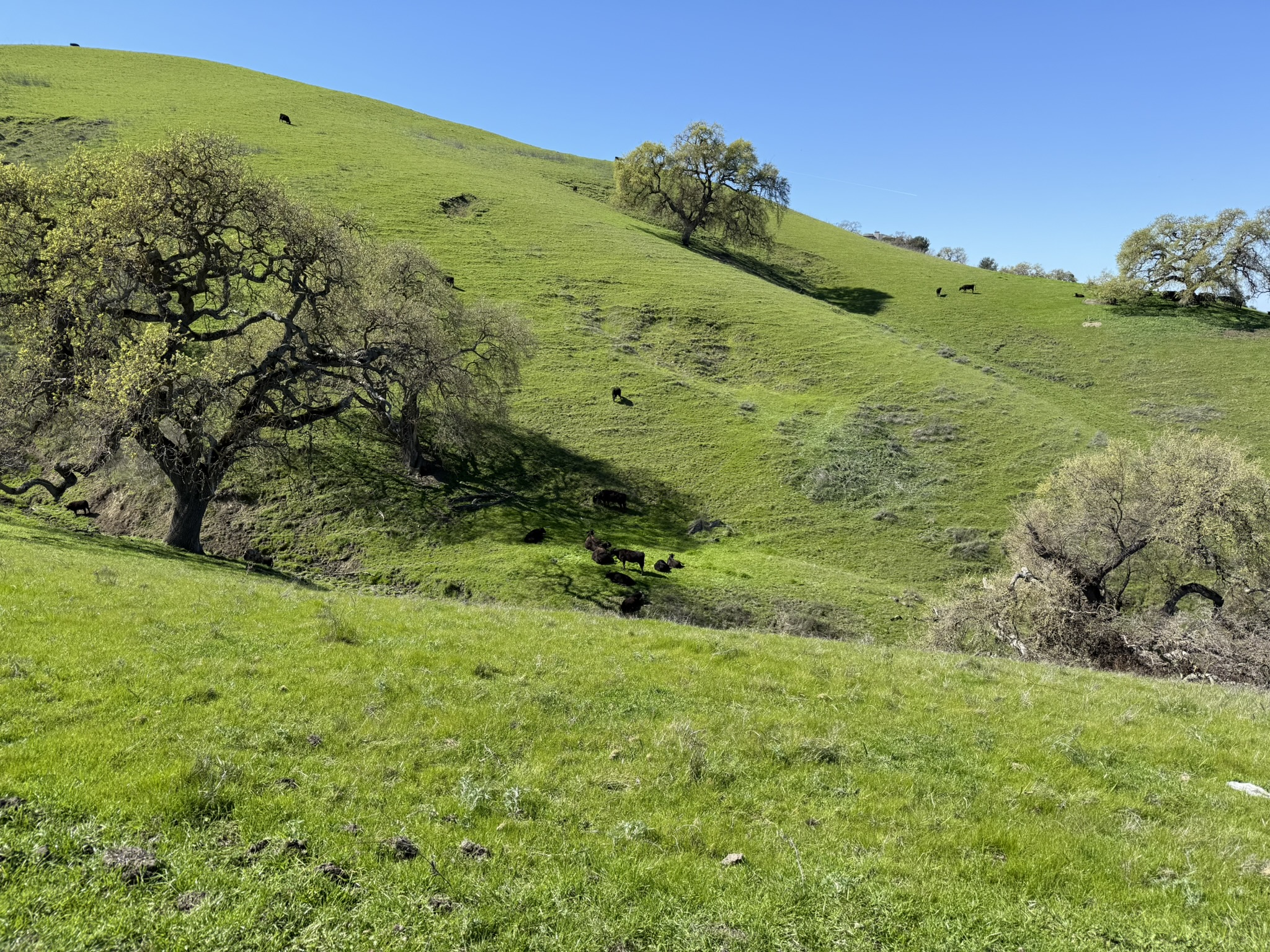 Sycamore Valley Open Space Regional Preserve