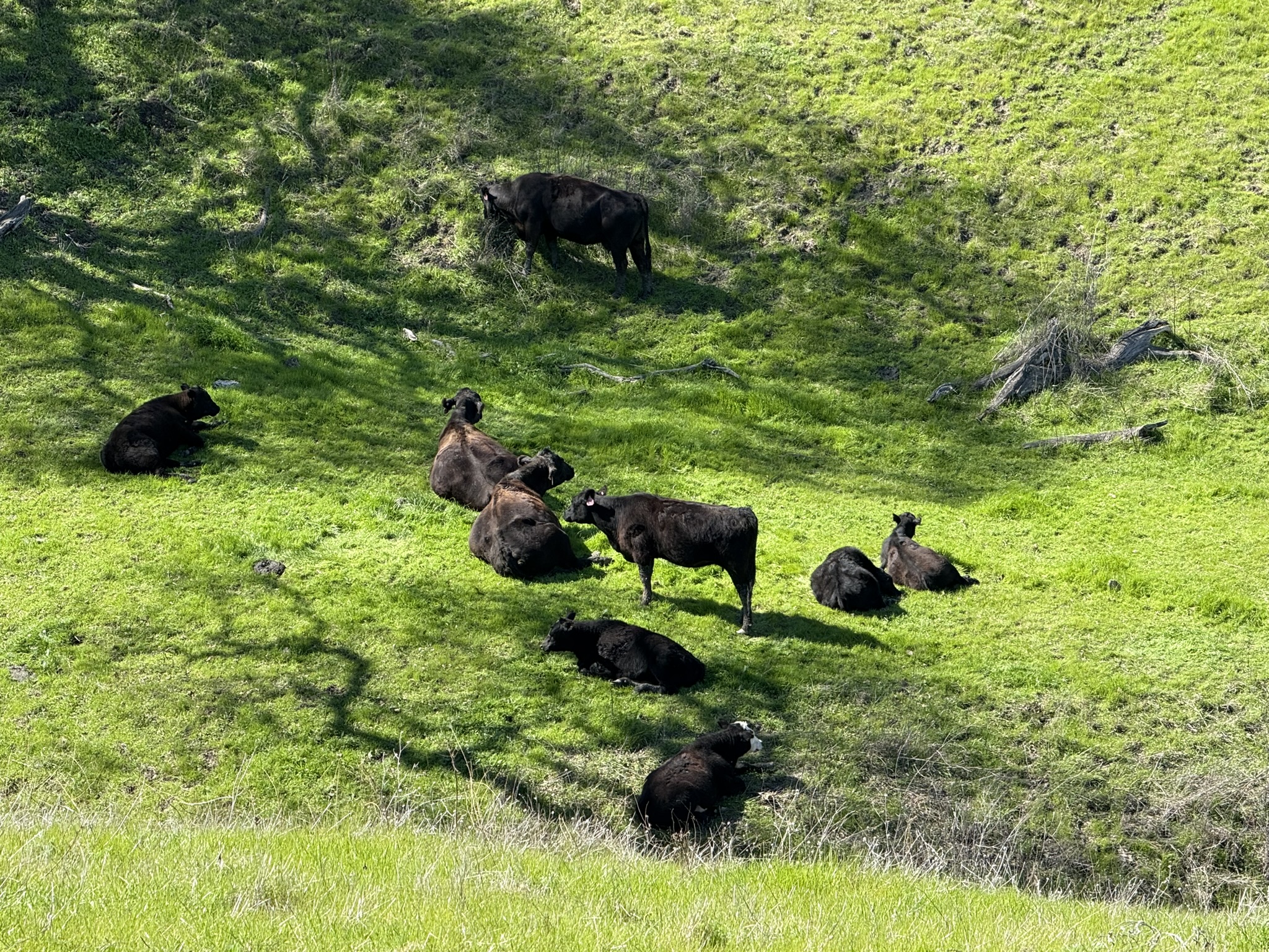 Sycamore Valley Open Space Regional Preserve