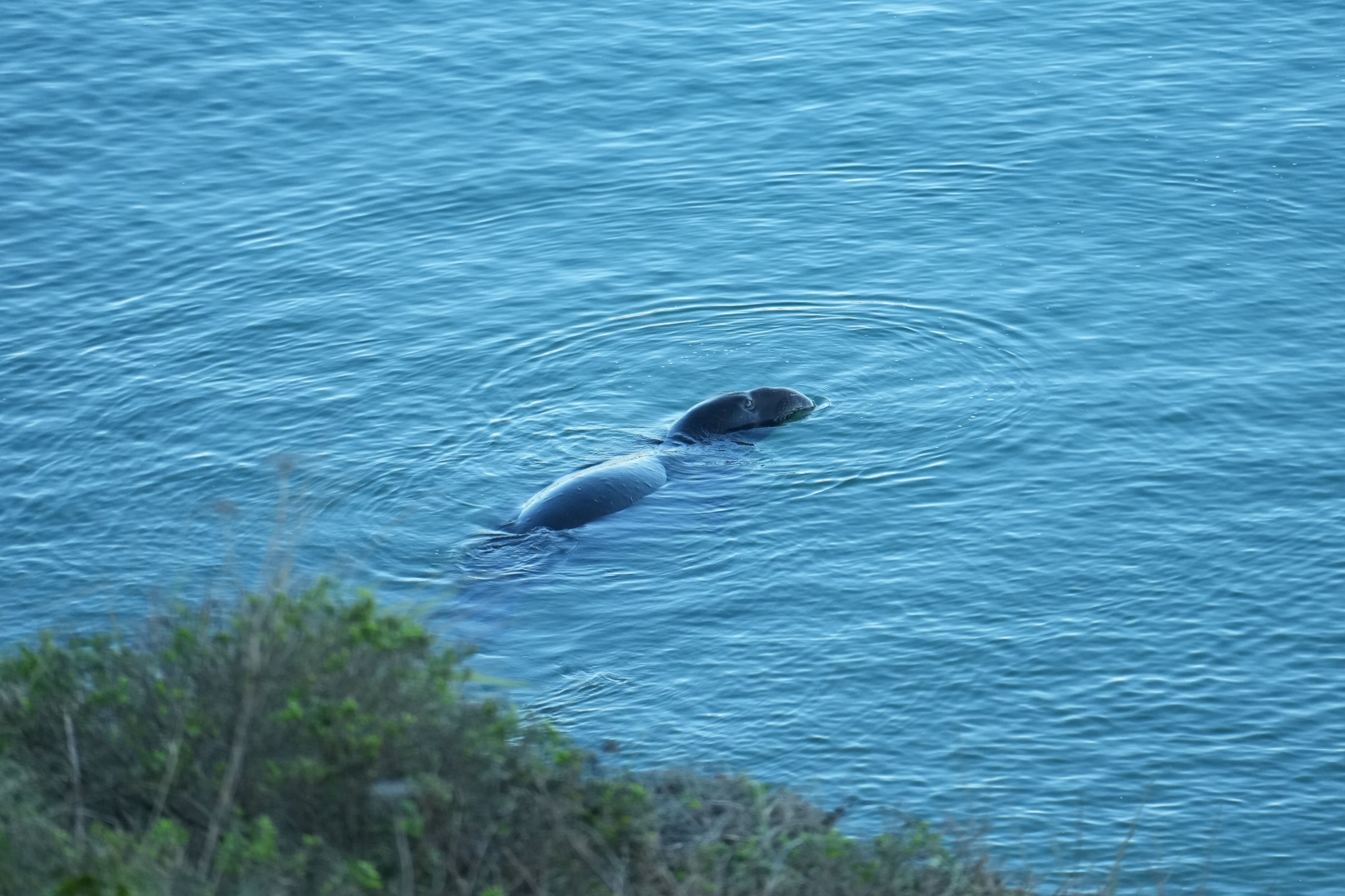 Elephant Seal 象海豹