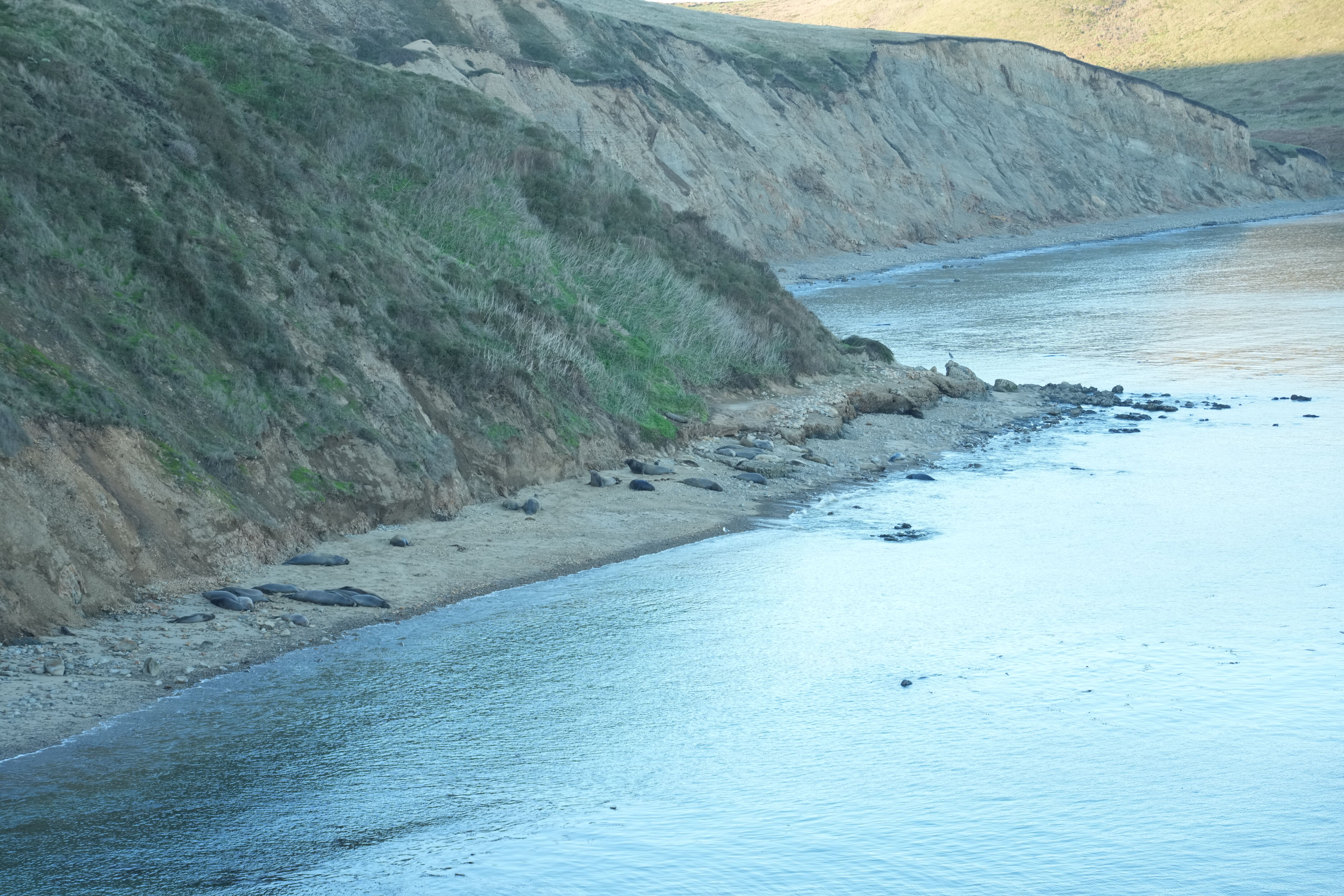 Elephant Seal Overlook