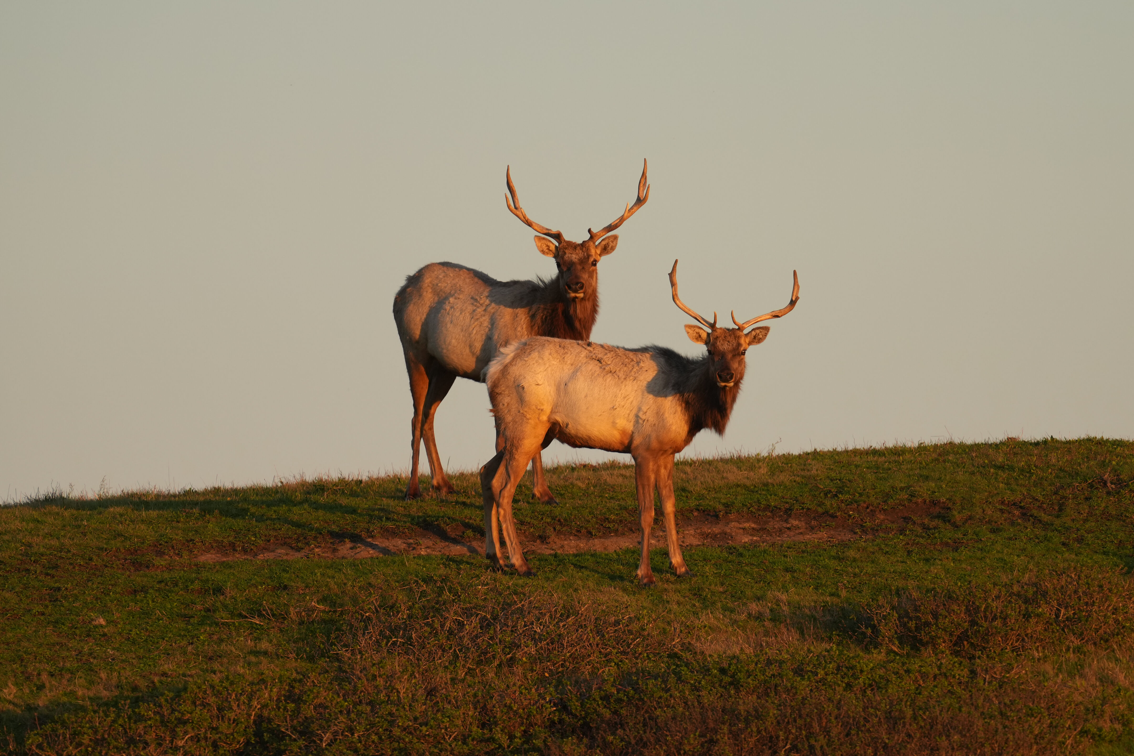 两只雄性 Tule Elk 马鹿