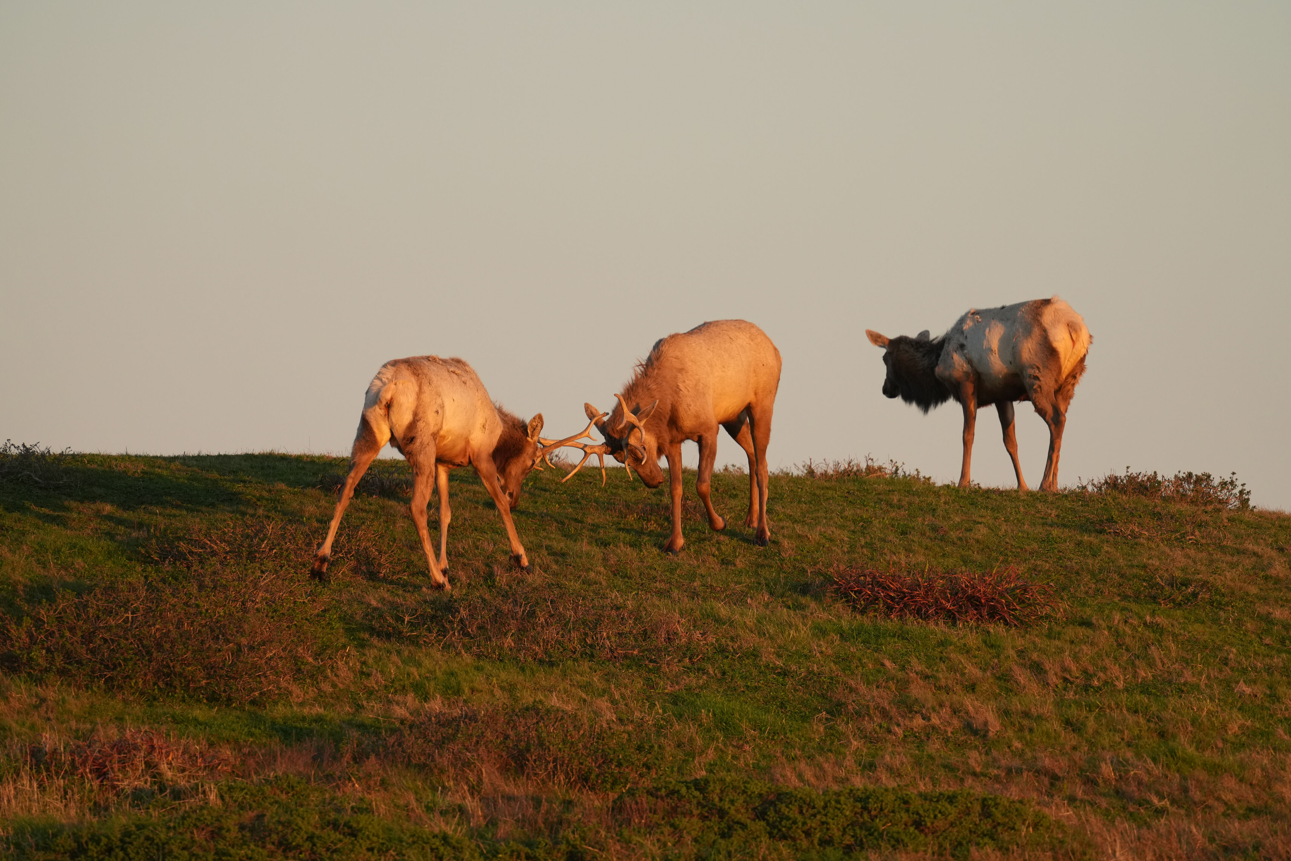 两只雄性 Tule Elk 马鹿争夺交配权