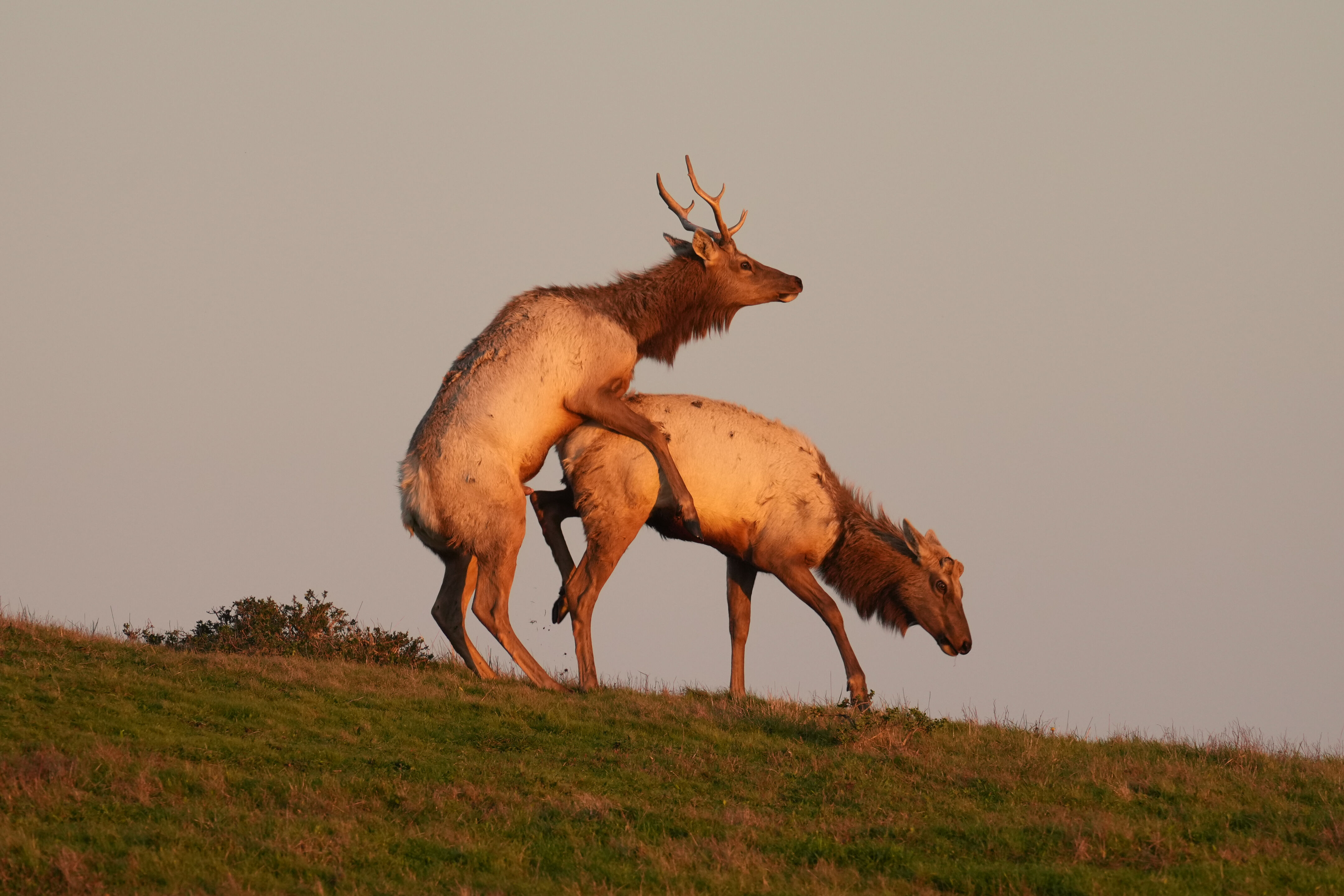 雄性 Tule Elk 马鹿尝试交配失败，被踹了。话说被骑的是雌性还是没角的雄性？