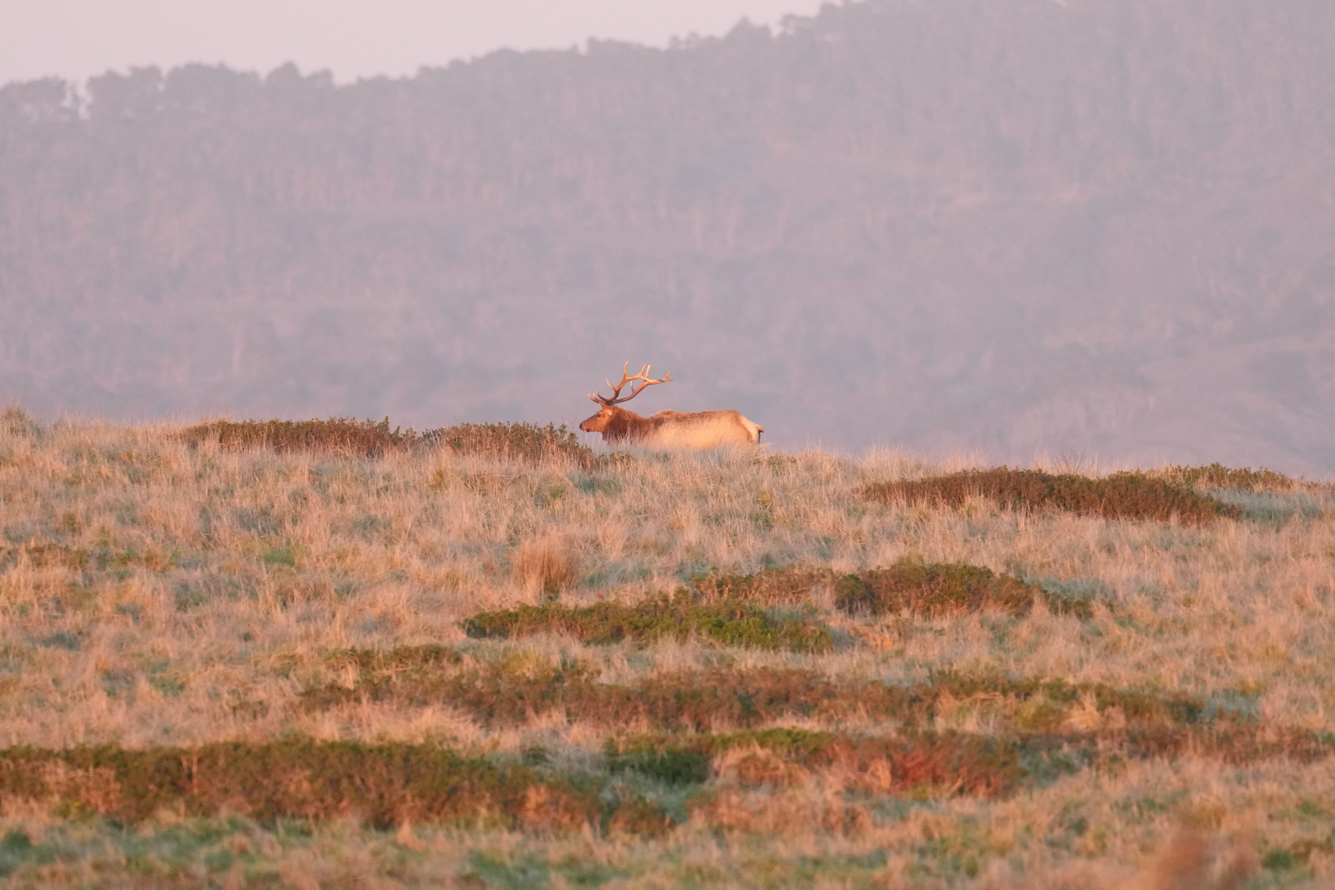 夕阳下离开的 Tule Elk 马鹿