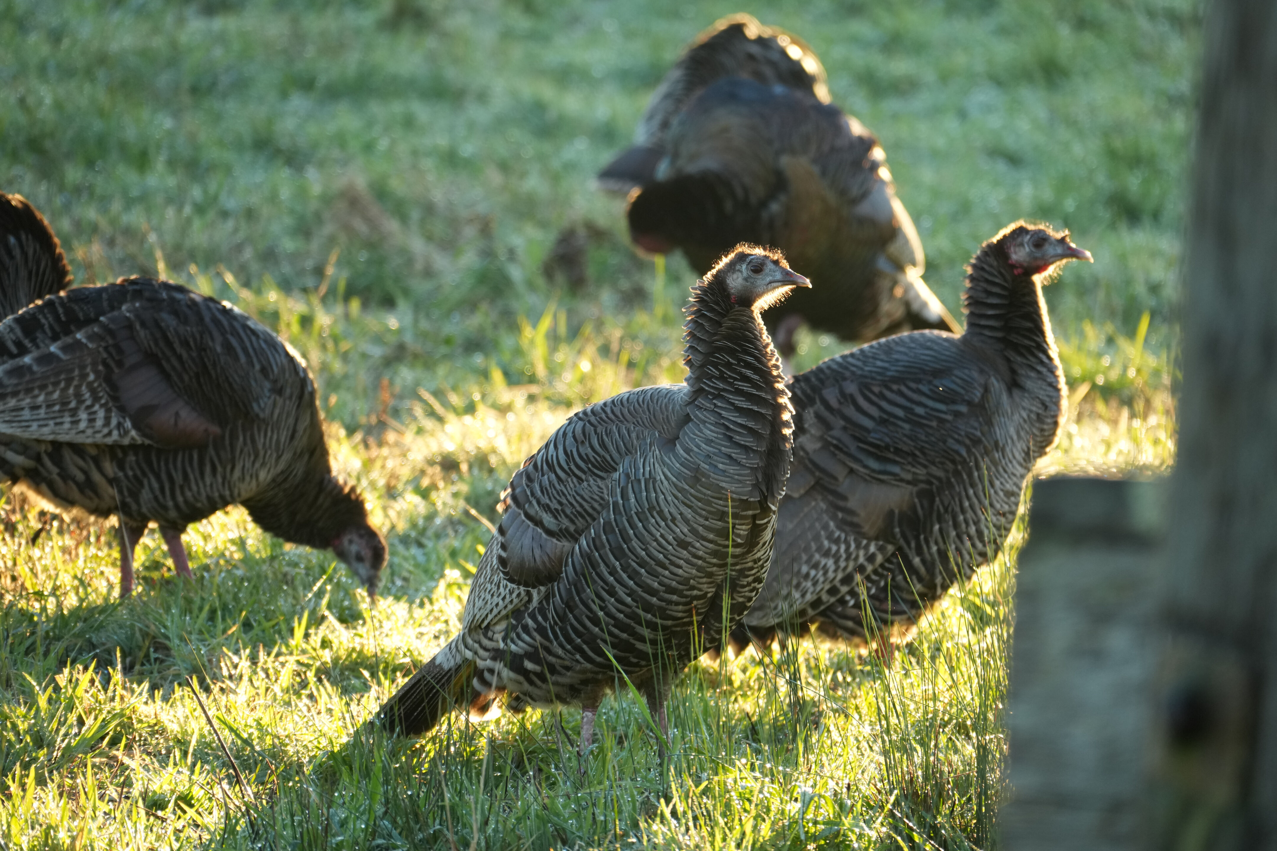 Pierce Point Ranch 附近生活的 Wild Turkeys 野火鸡
