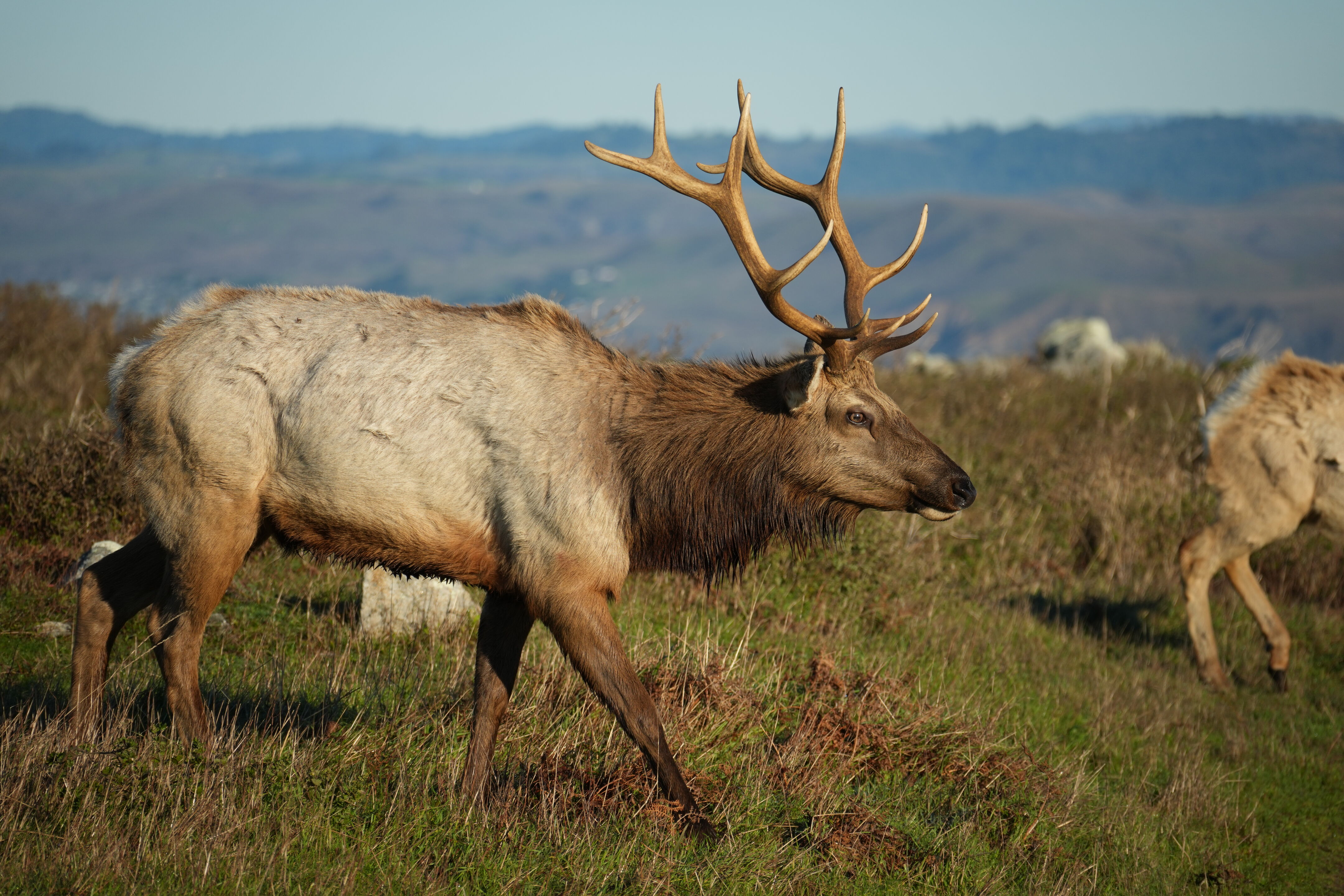 雄性 Tule Elk 马鹿