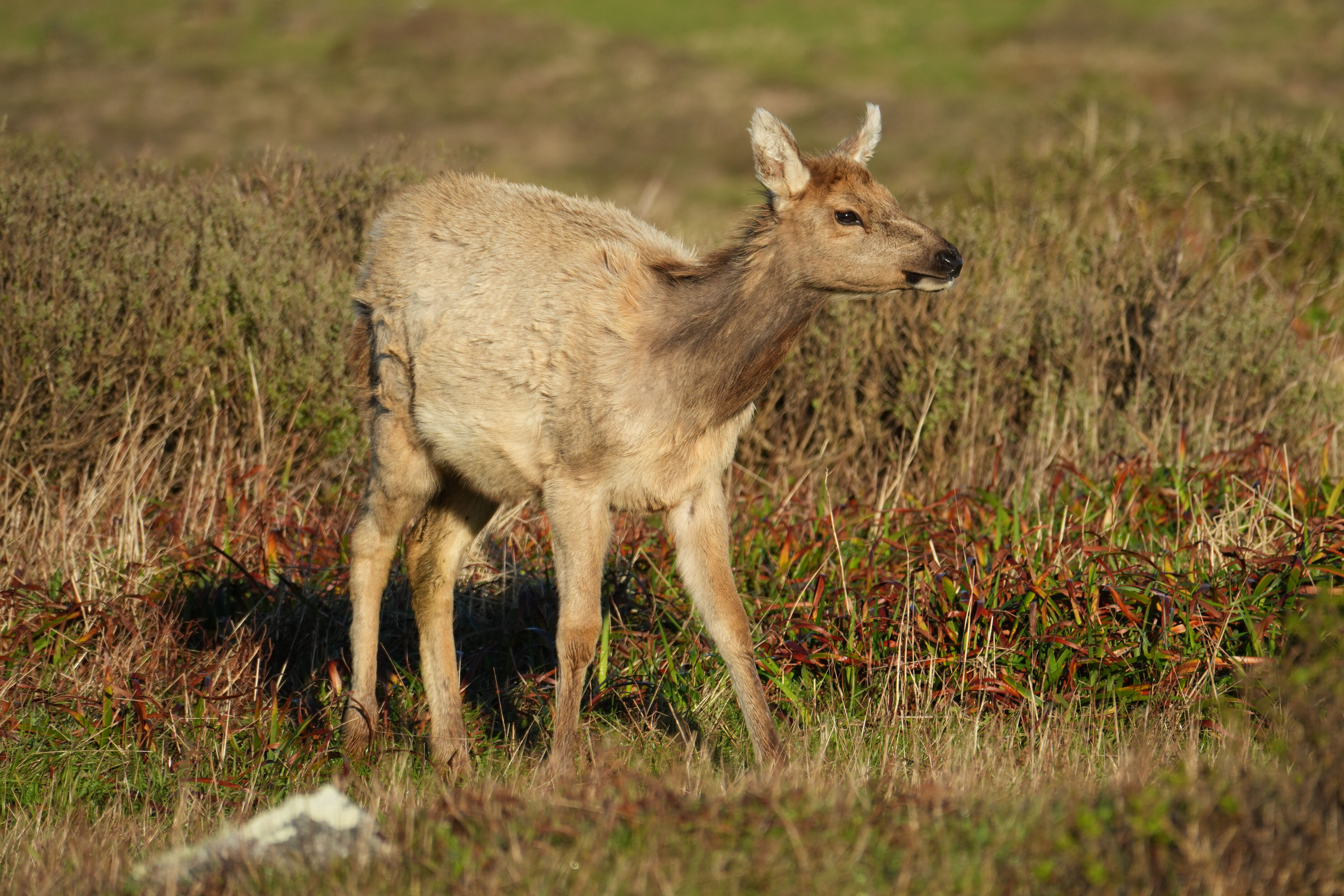 Tule Elk 马鹿幼崽