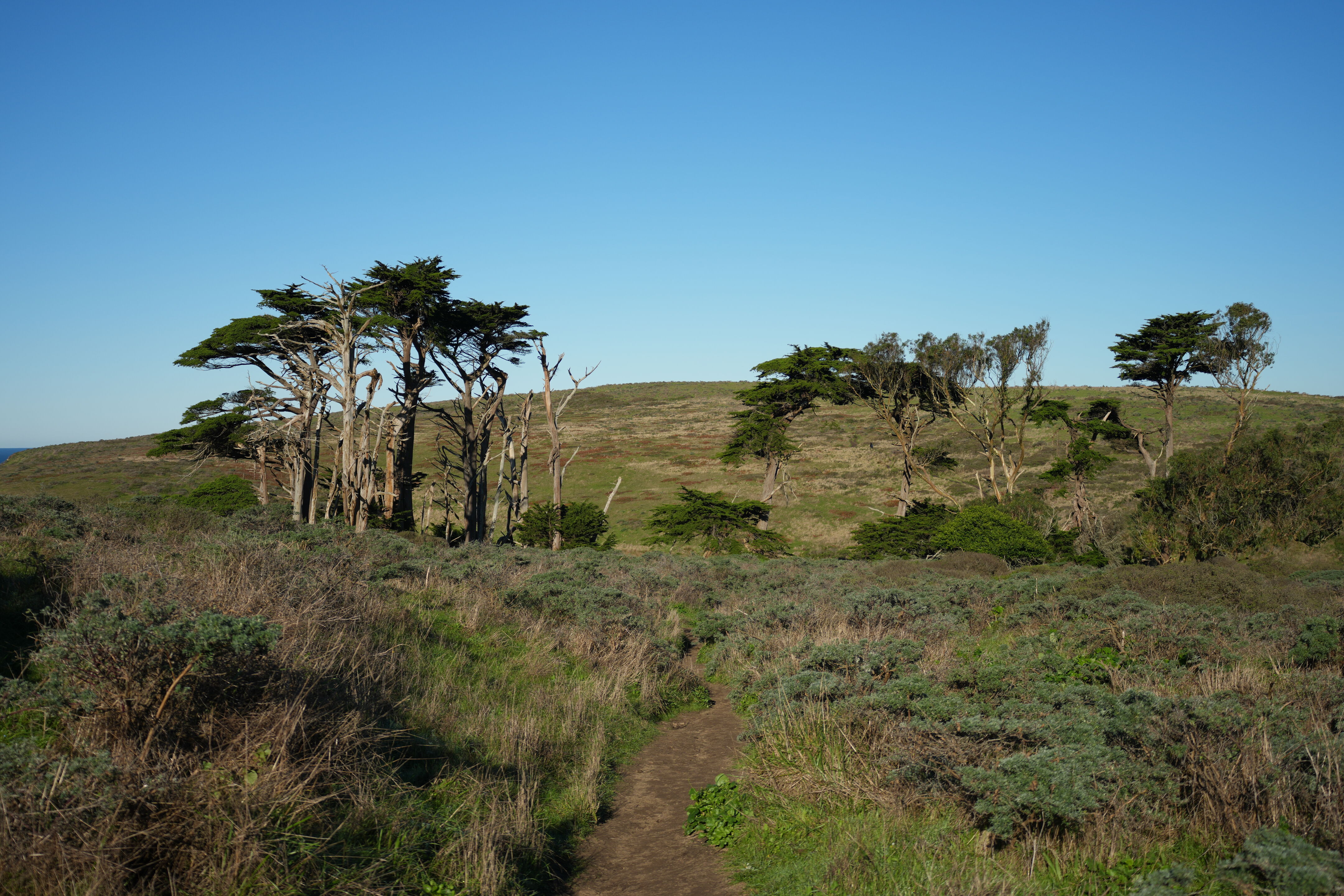 Tomales Point Trail