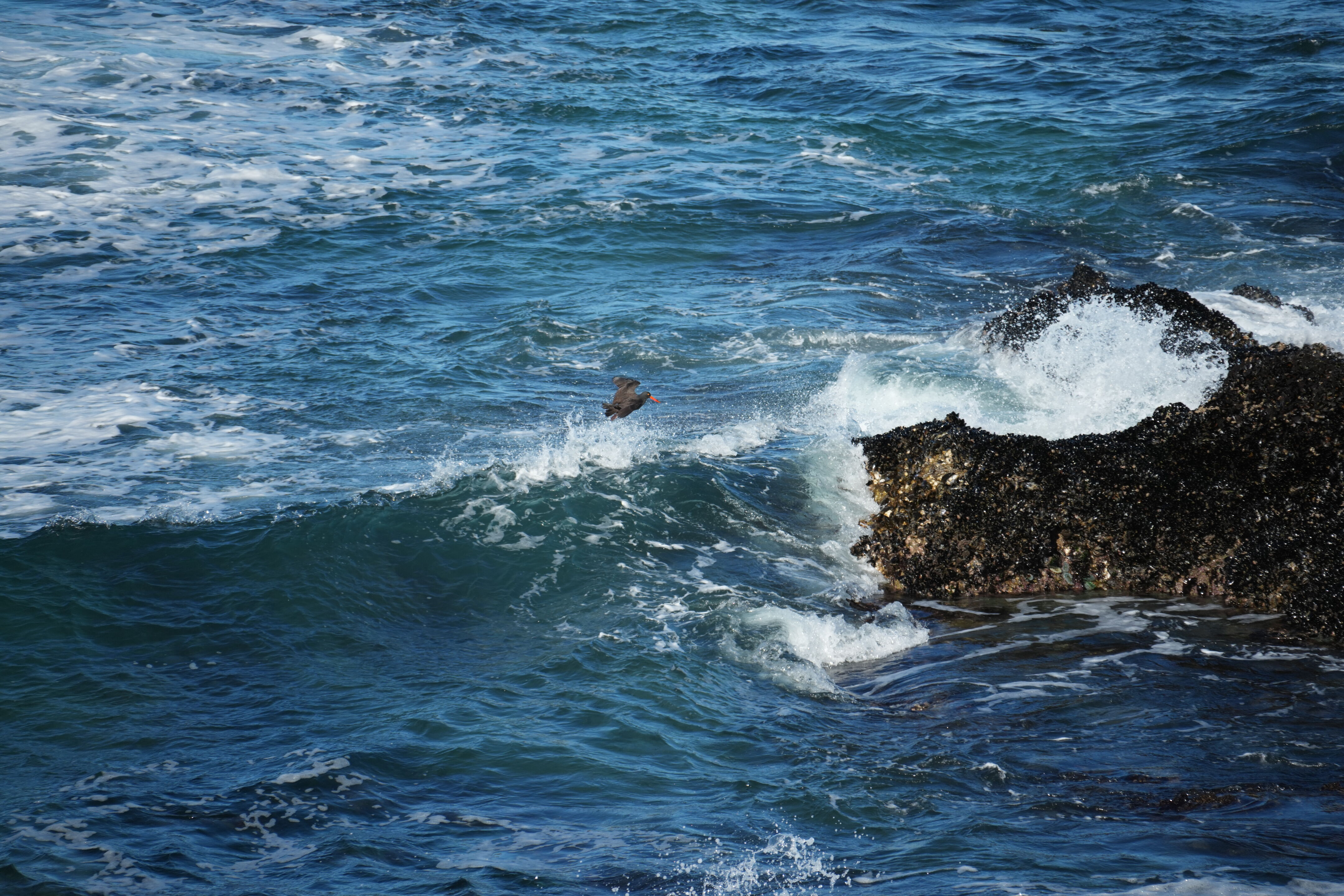 红色嘴巴的 Black Oystercatcher 黑蛎鹬降落到一个满是贻贝的小岛上