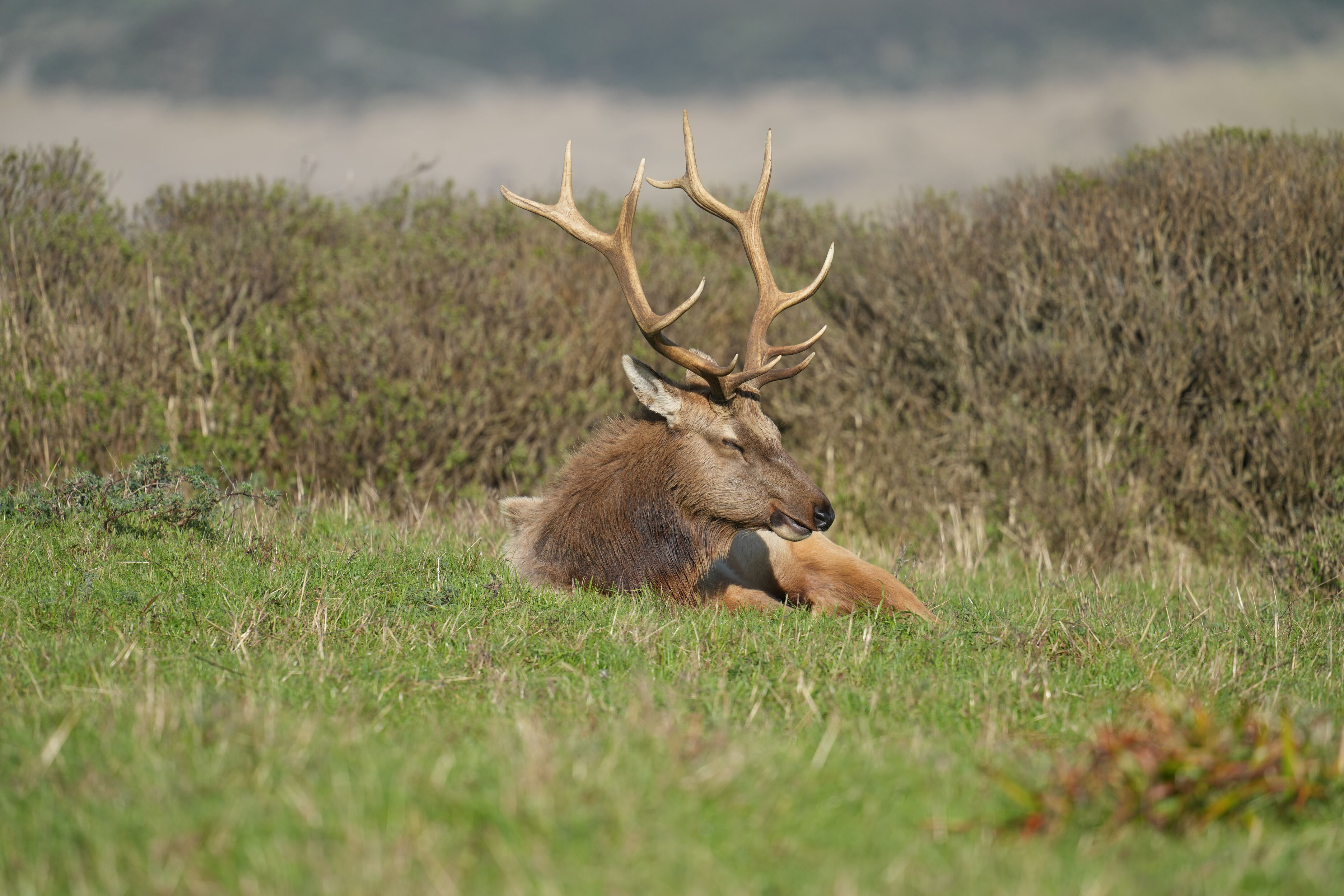 雄性 Tule Elk 马鹿