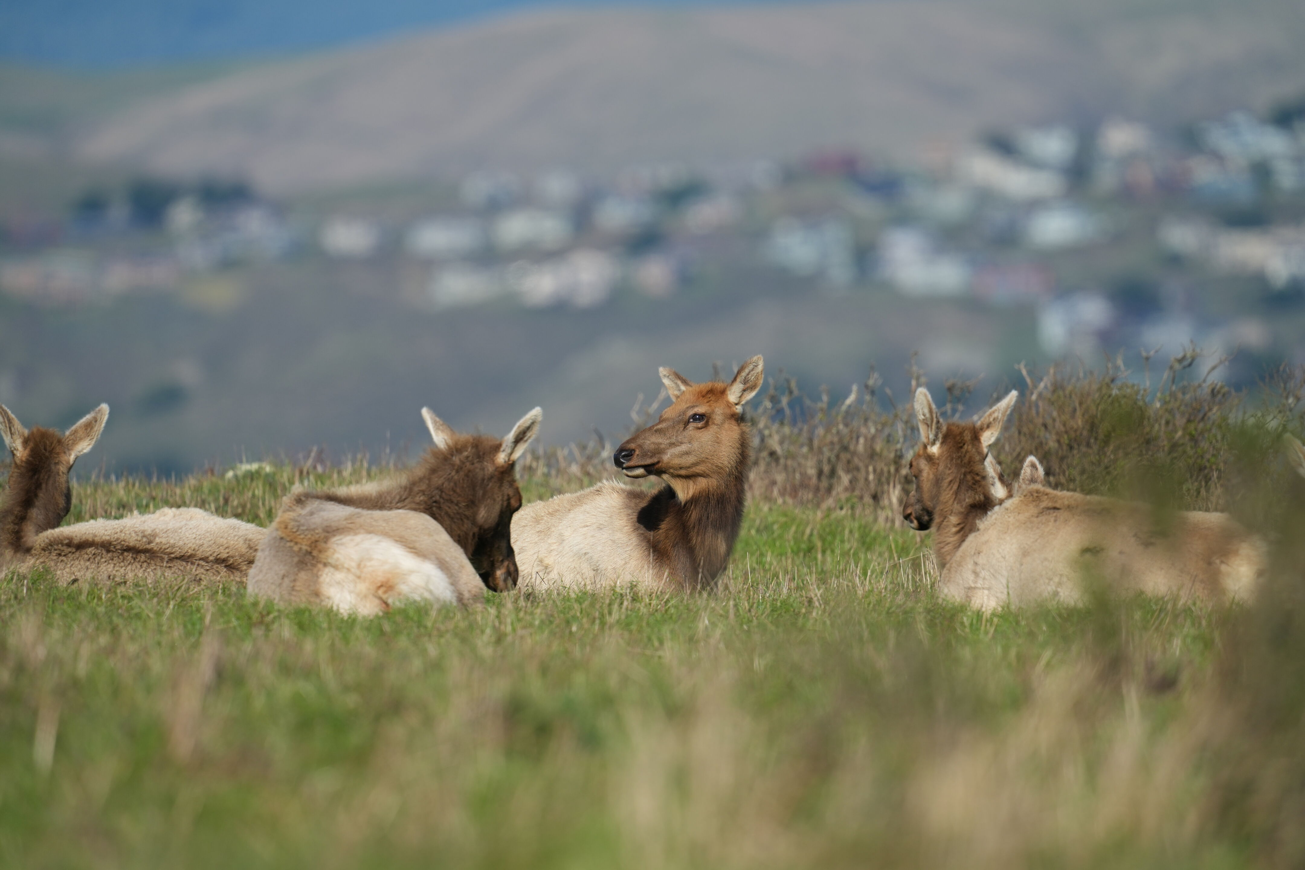 雌性 Tule Elk 马鹿