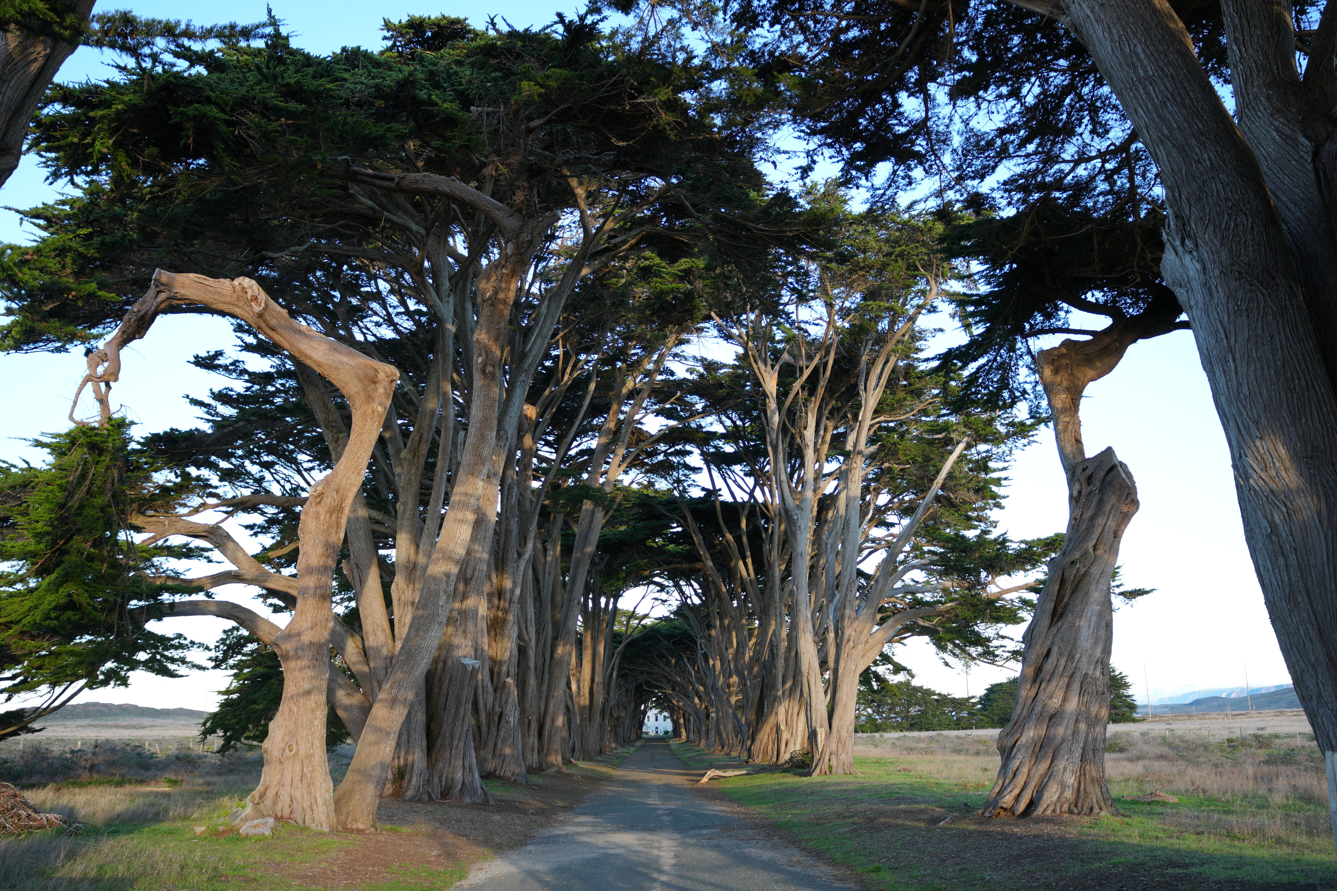 Cypress Tree Tunnel