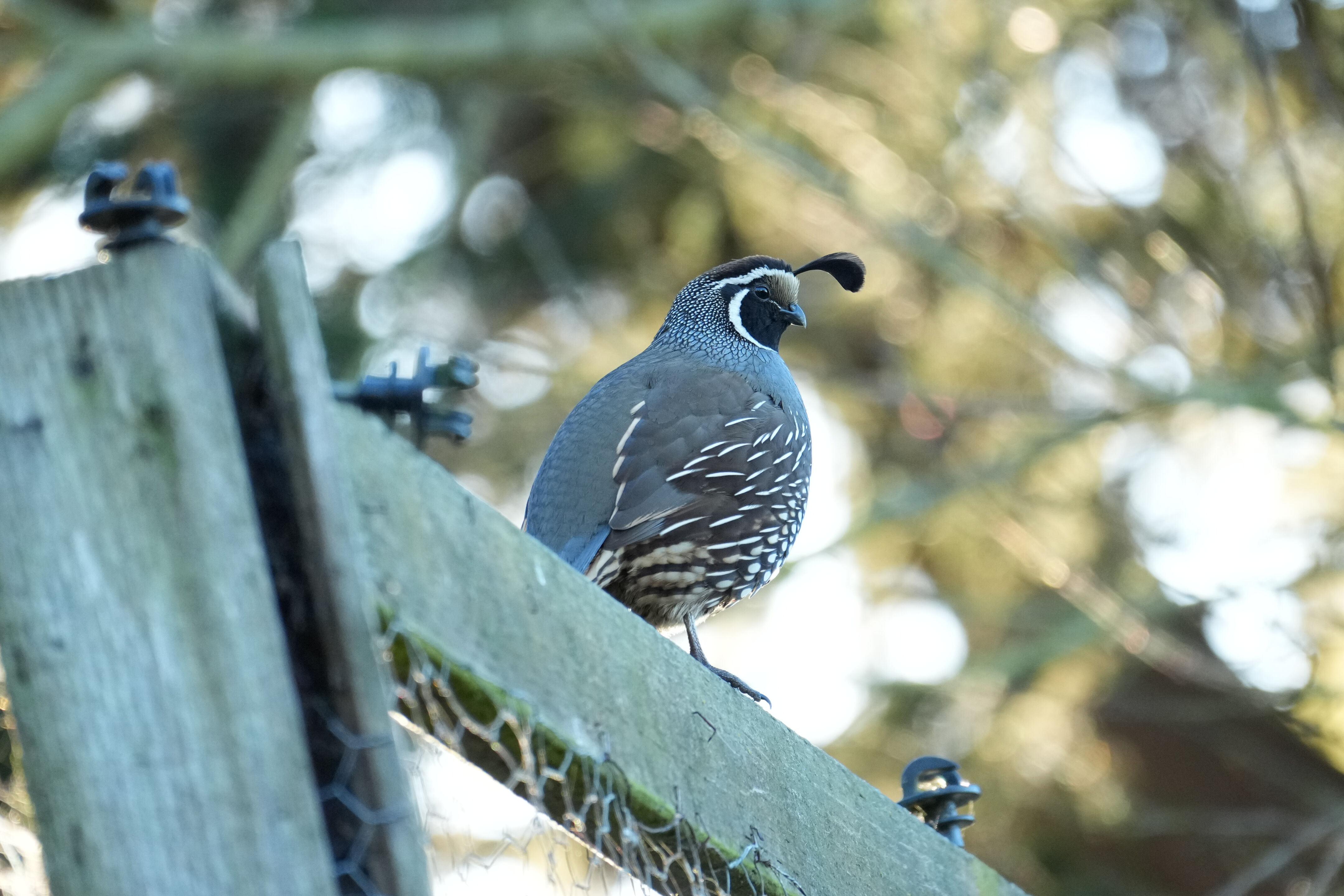 California Quail 鹌鹑