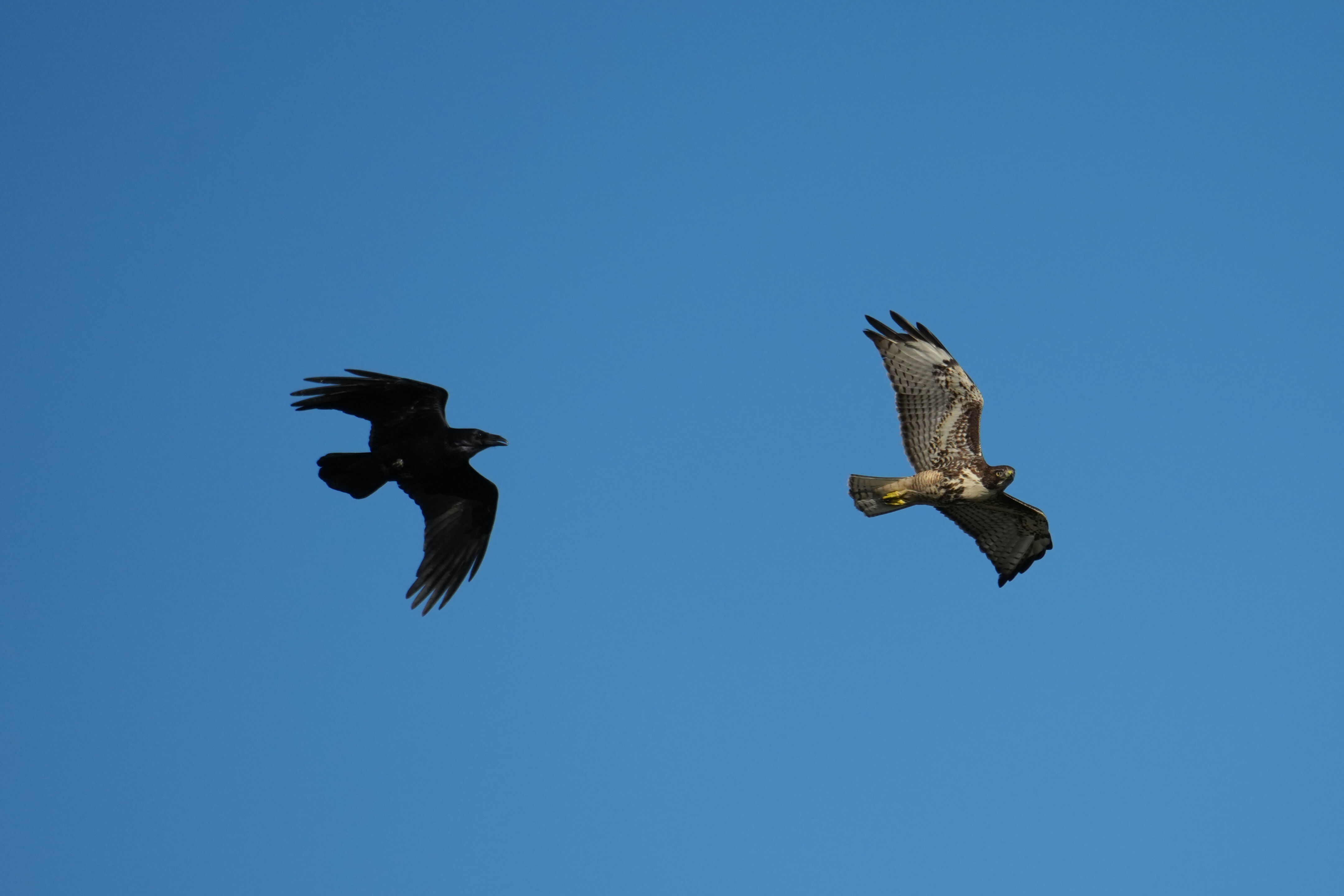 凶猛的乌鸦追打 Red-Tailed Hawk
