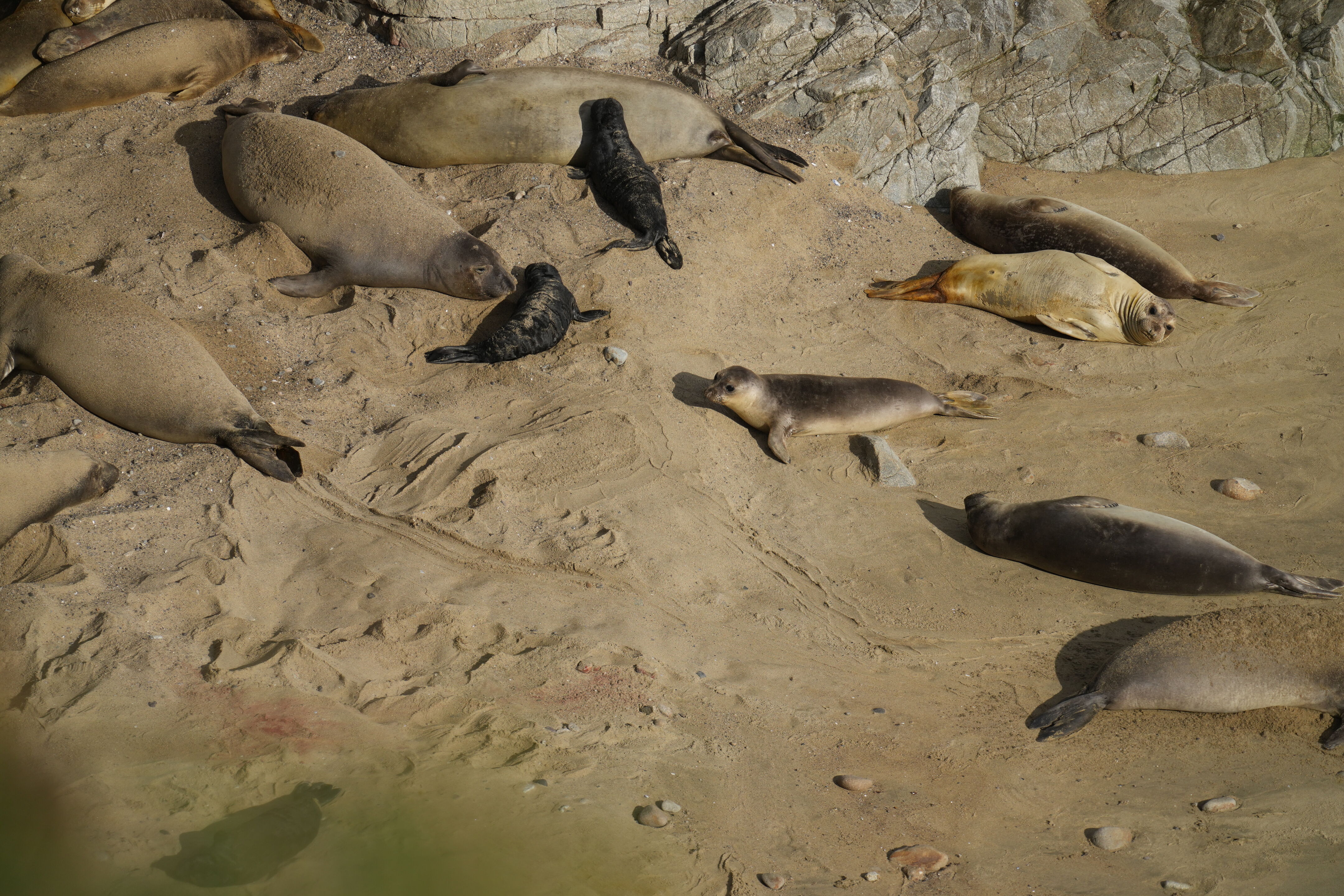 Elephant Seal 象海豹及它们的幼崽
