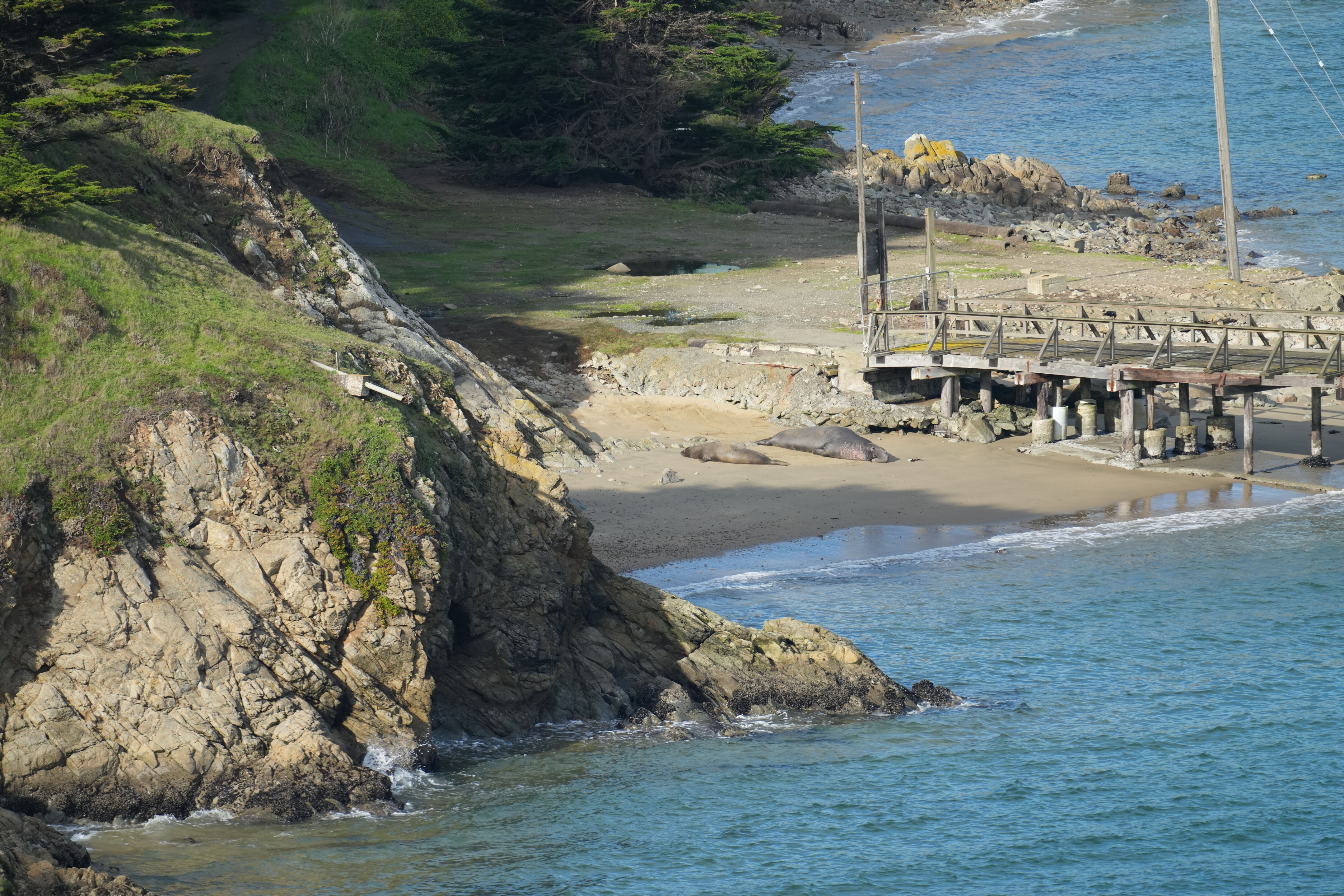 Historic Point Reyes Lifeboat Station 附近的雄性和雌性 Elephant Seal 象海豹
