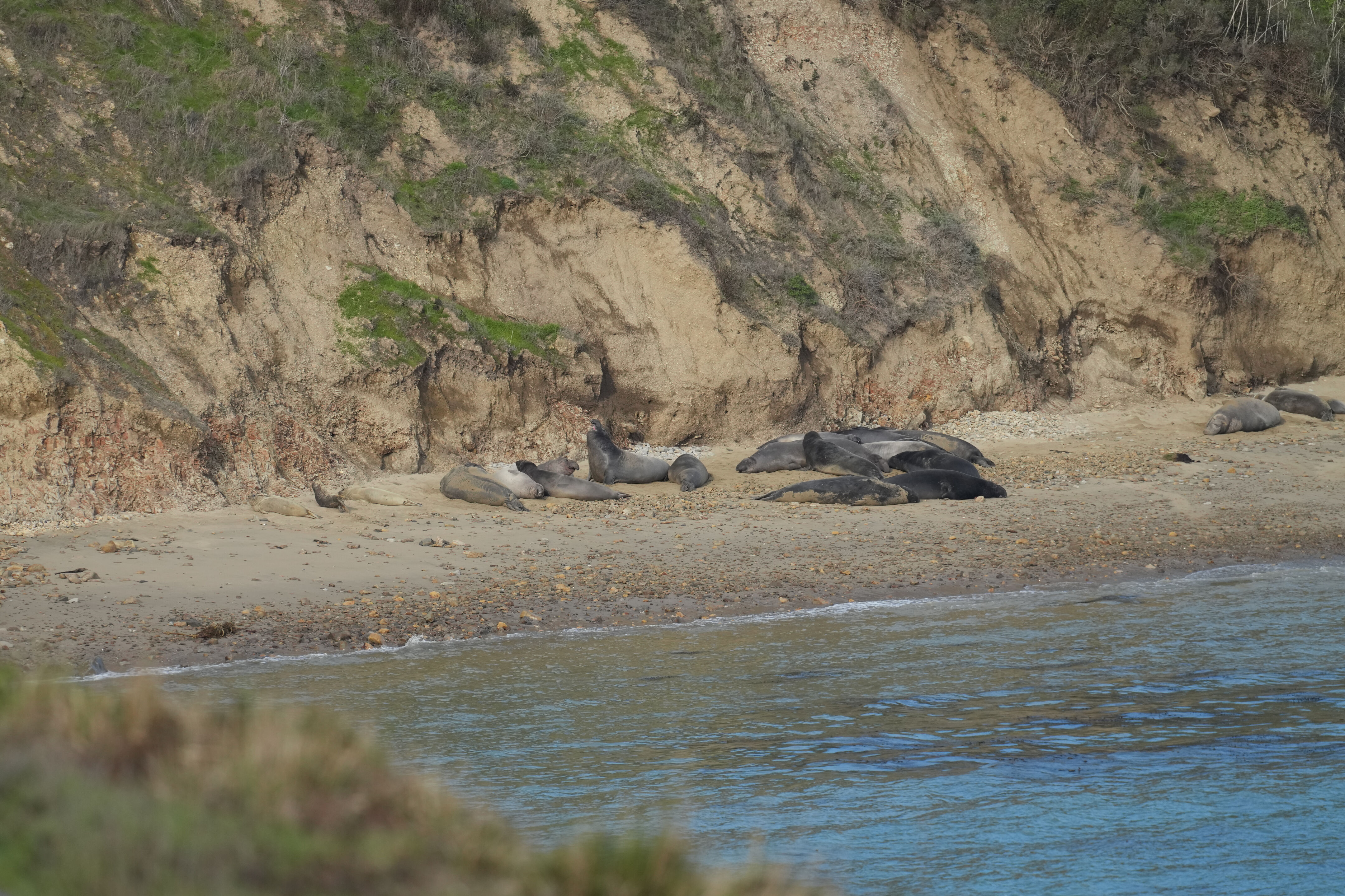 Elephant Seal Overlook