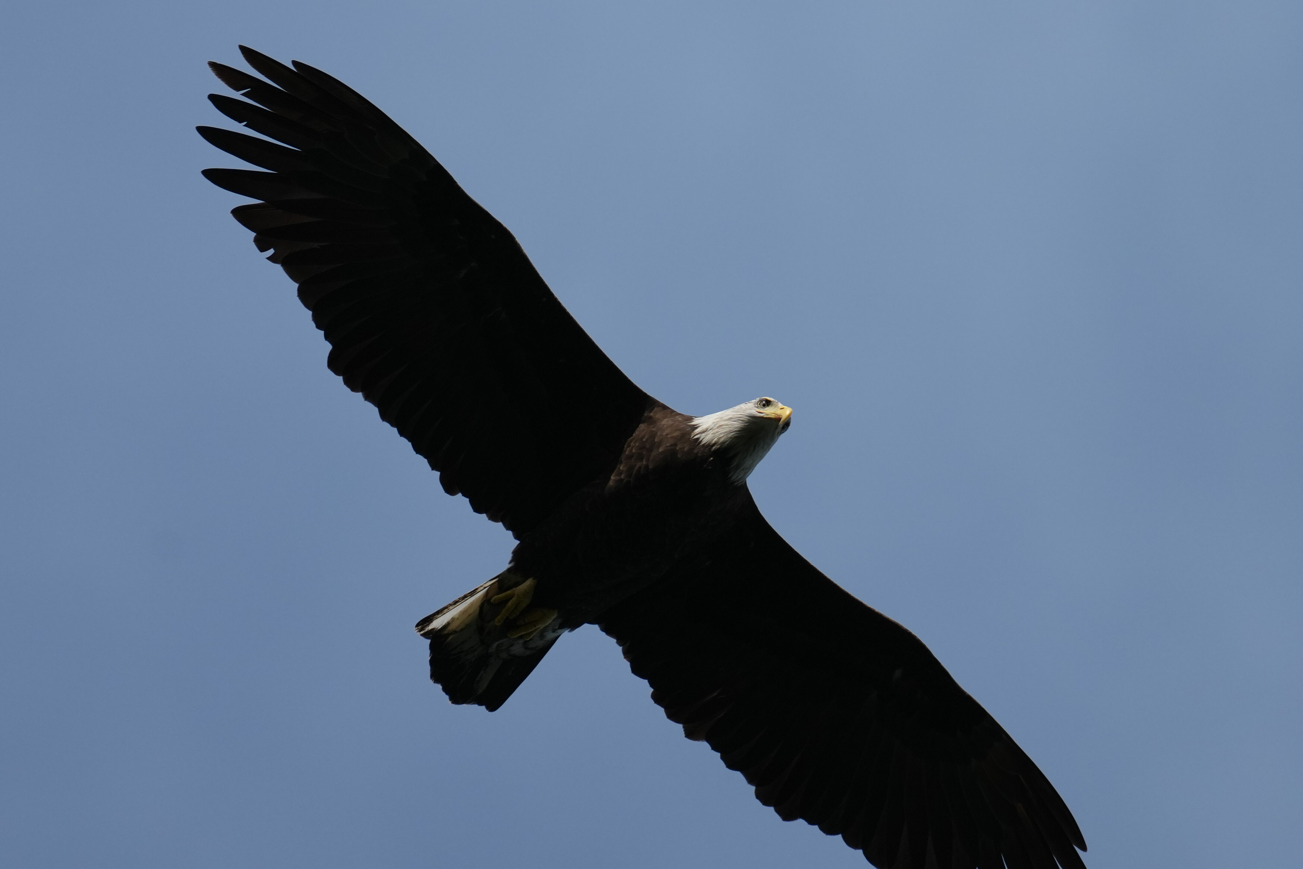 成年的 Bald Eagle 白头海雕