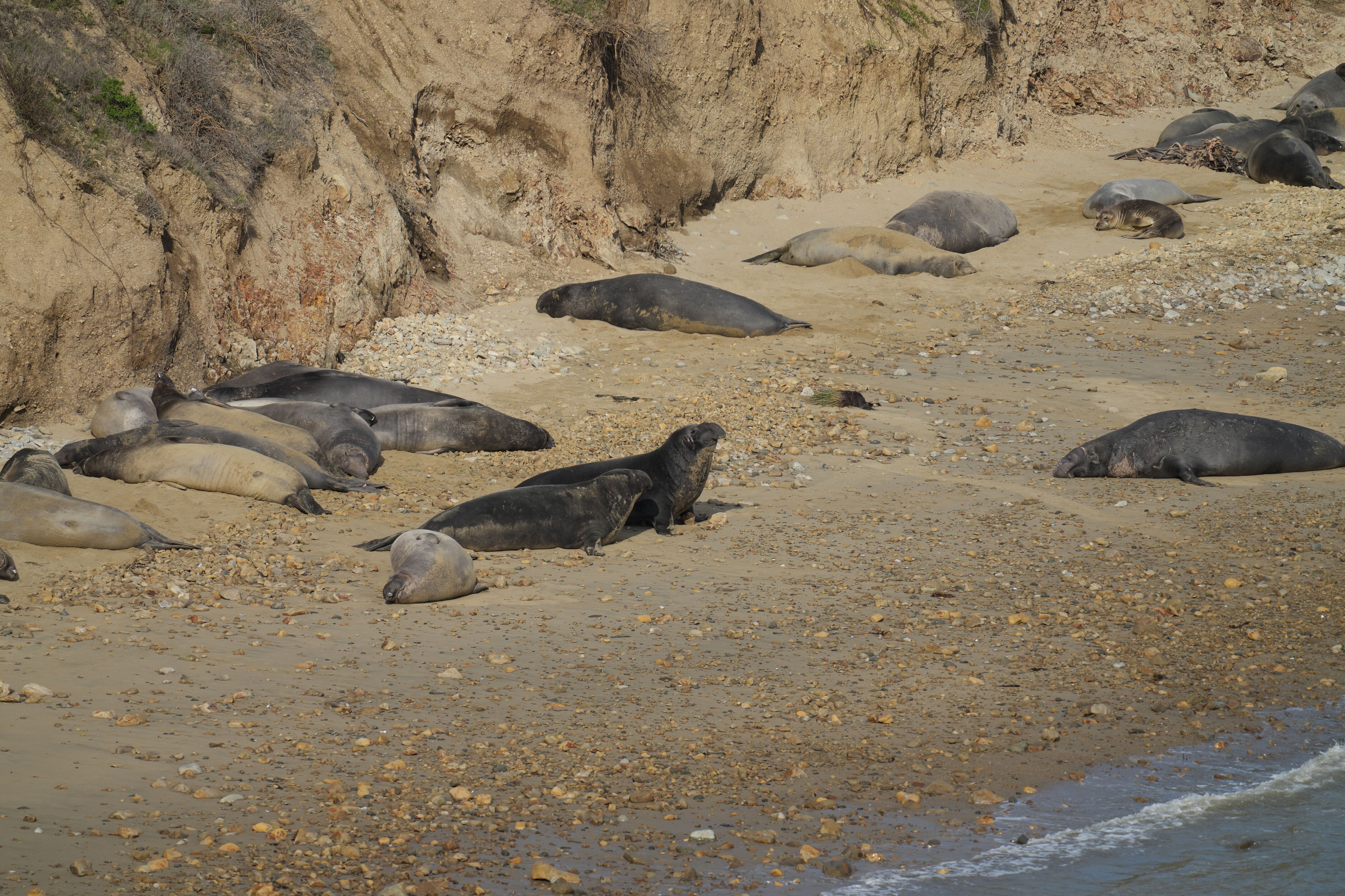 Elephant Seal 象海豹