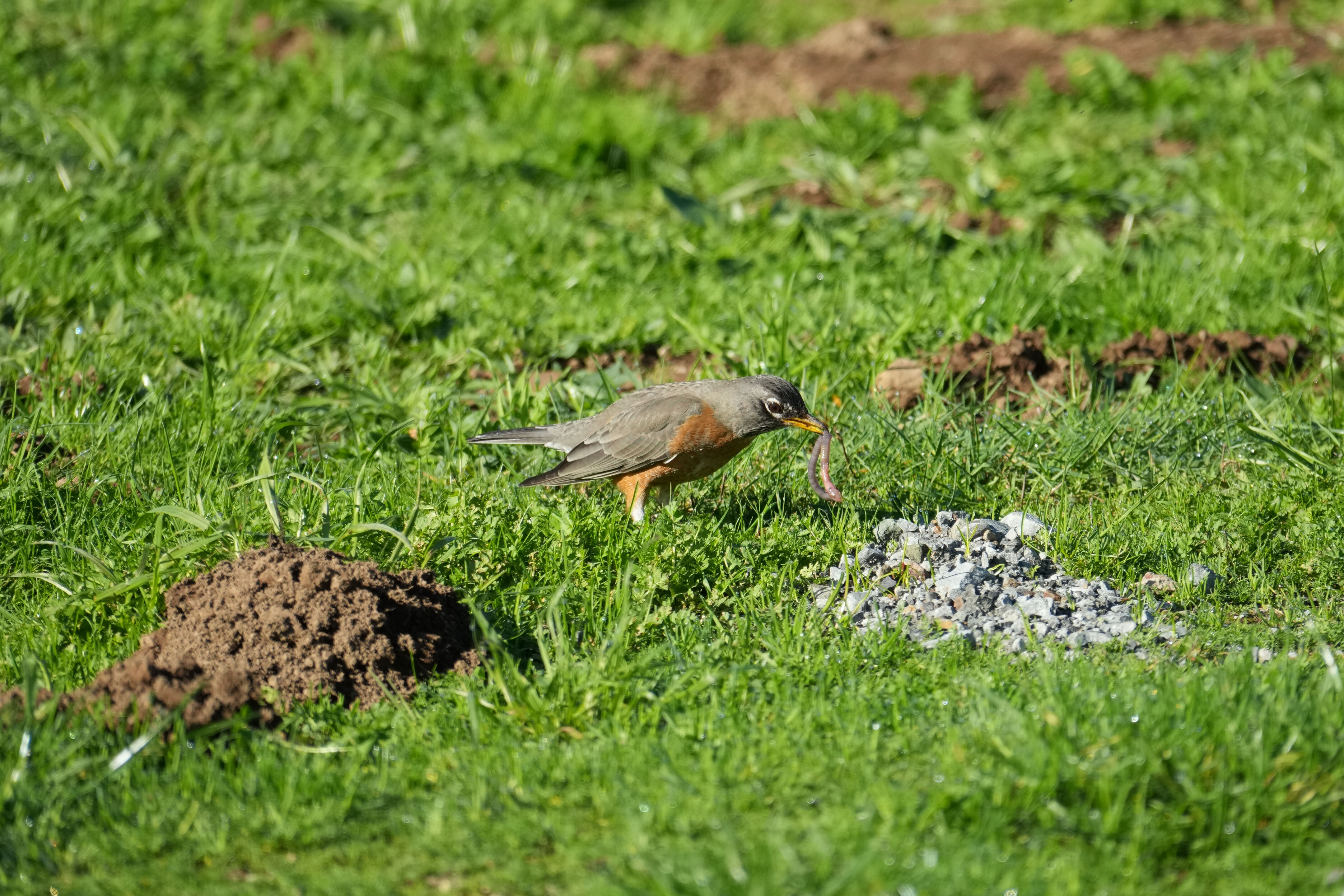 吃蚯蚓的 American Robin