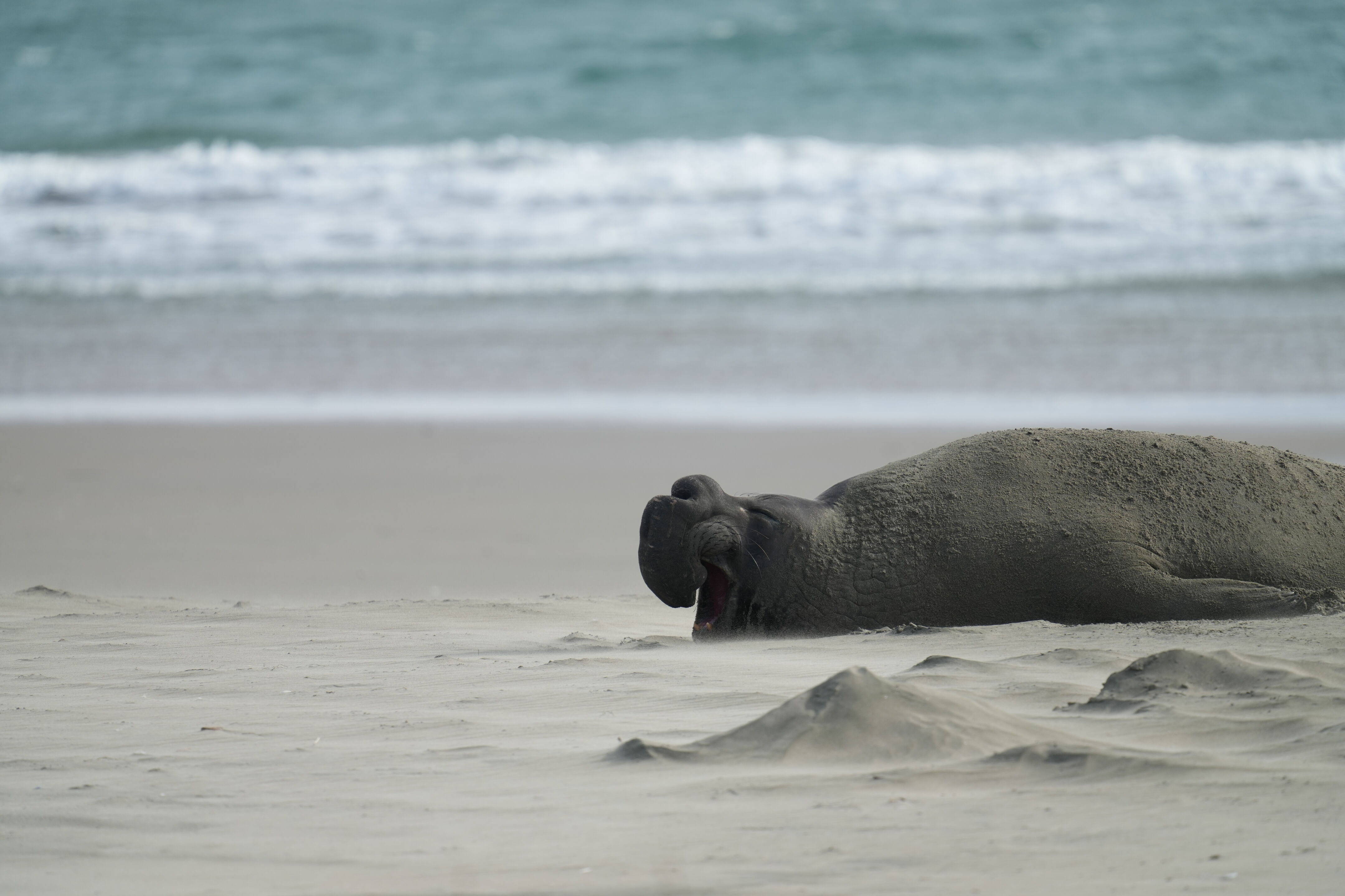 成年雄性 Elephant Seal 象海豹