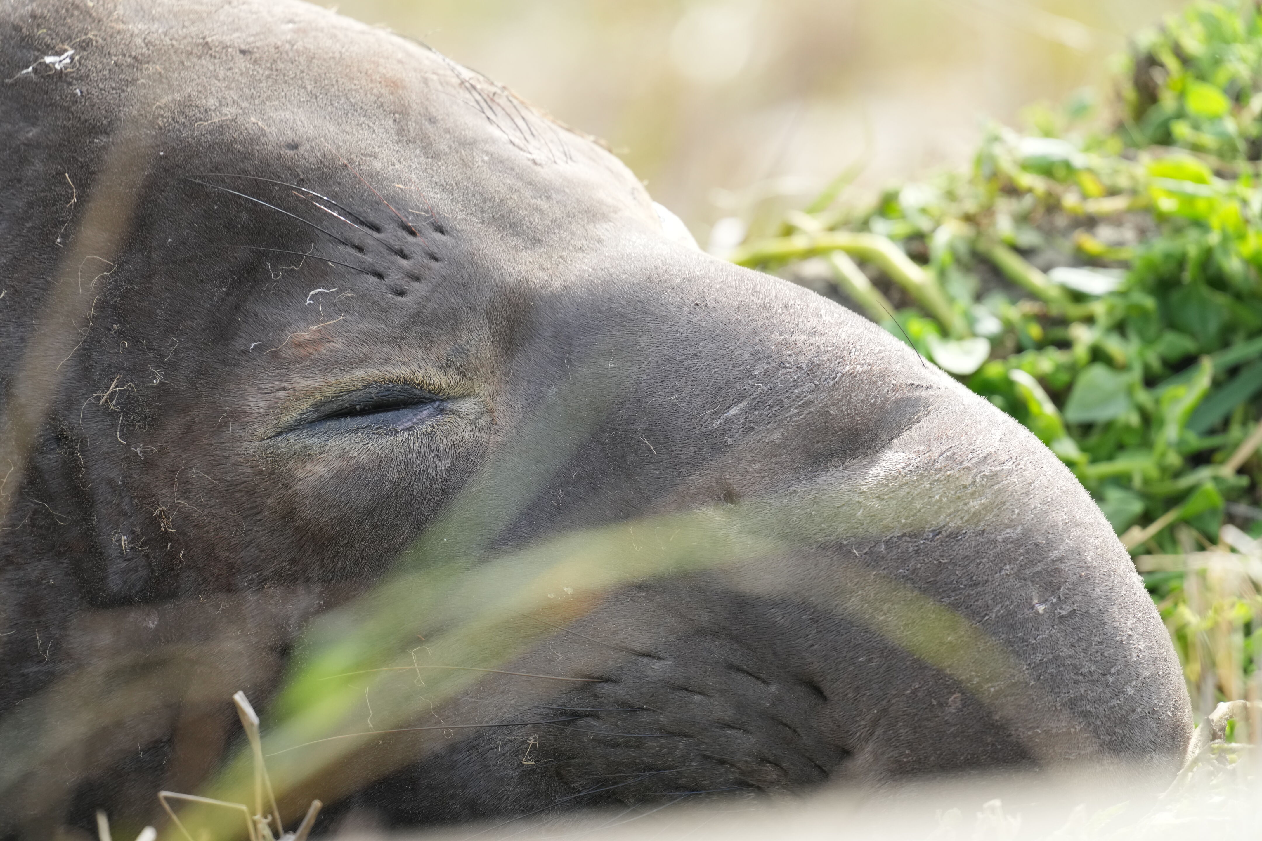 成年雄性 Elephant Seal 象海豹