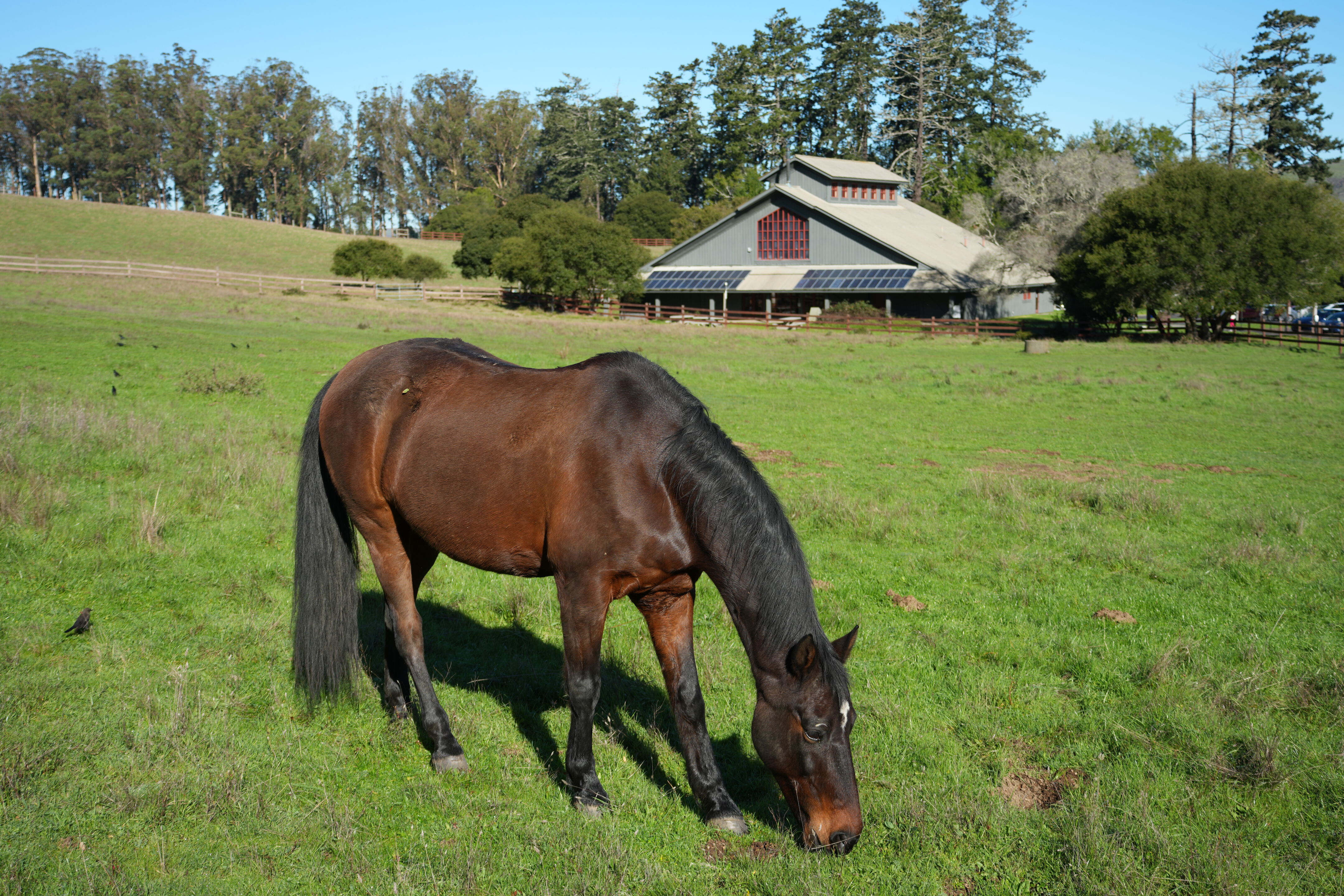 Bear Valley Visitor Center 边上的马场
